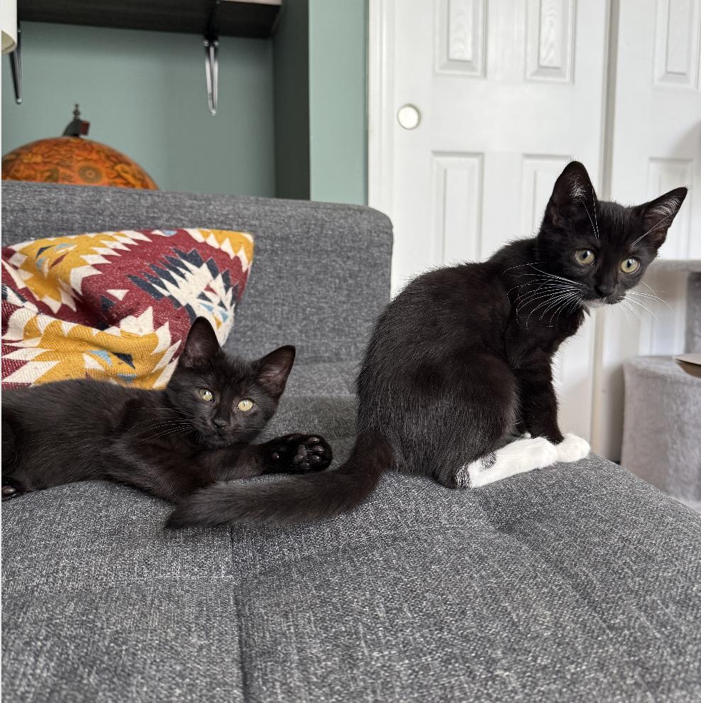 Sugar Plum & Baby Cakes