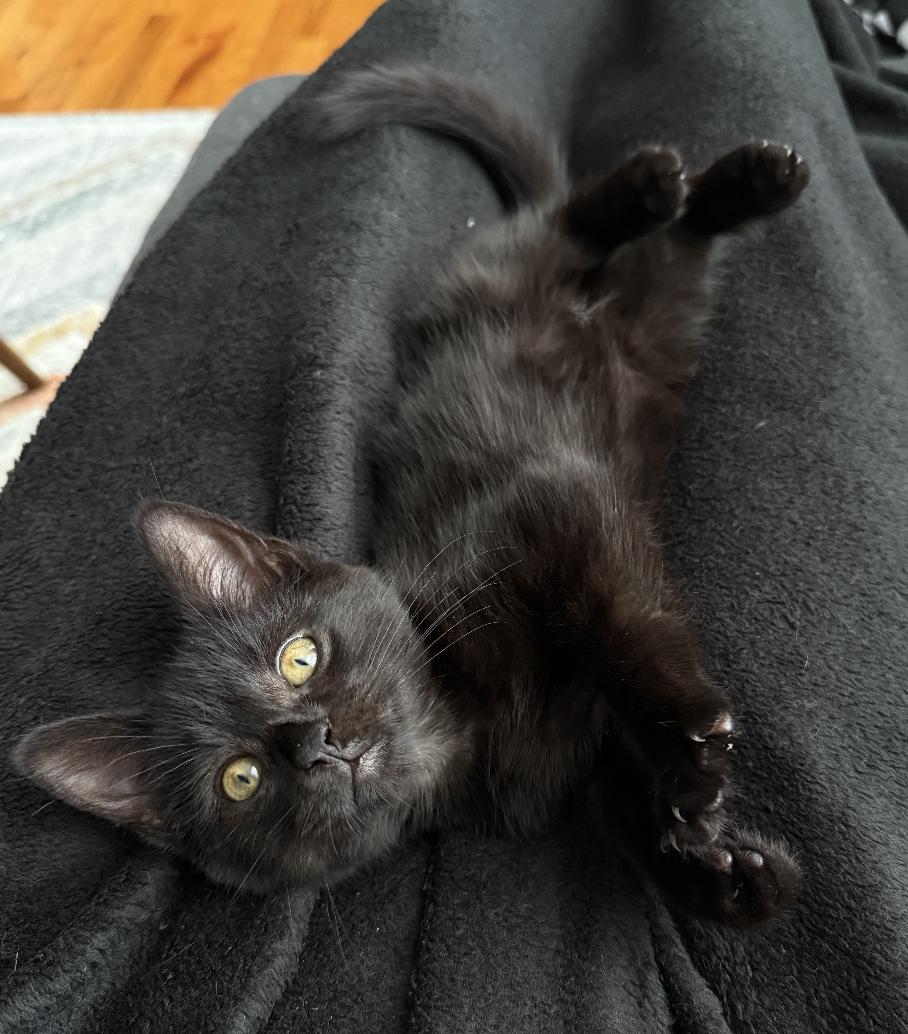 Sugar Plum & Baby Cakes