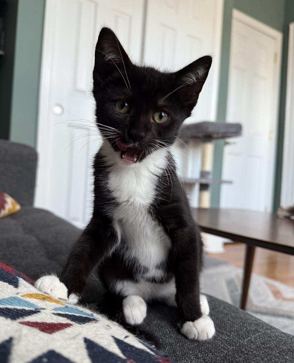 Sugar Plum & Baby Cakes