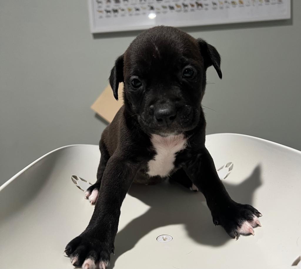 Jazzy, Adoptable, Puppy Female Mixed Breed.