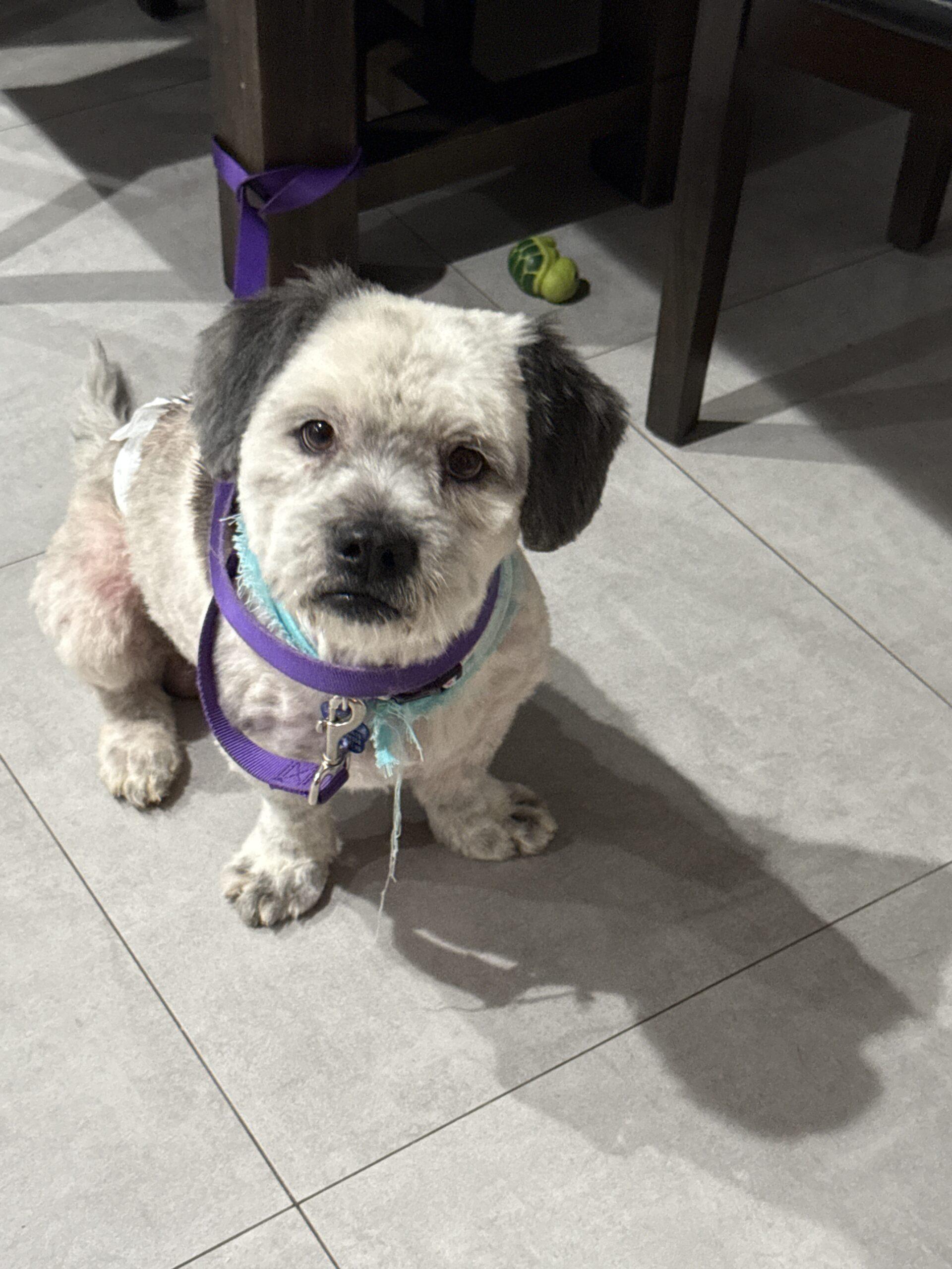 Wilbur, Adoptable, Young Male Shih Tzu & Lhasa Apso.