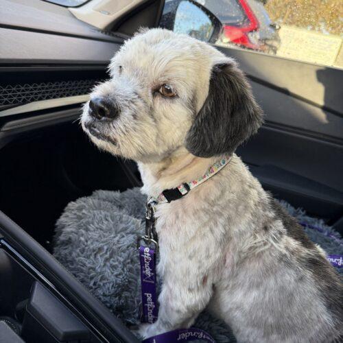 Enlarge Wilbur, a Adoptable mixed breed in Plantation, FL image 2/3