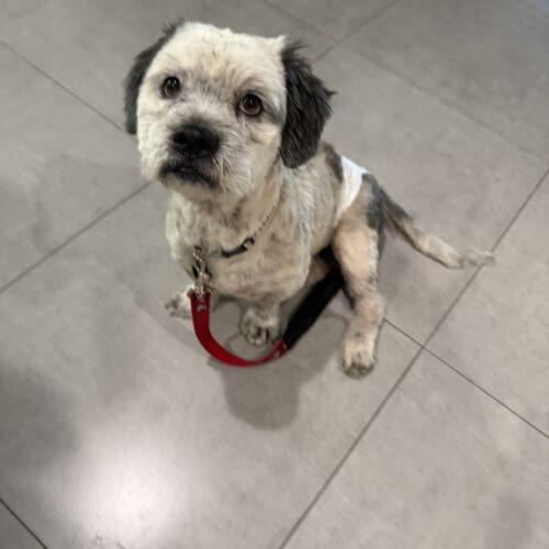 Enlarge Wilbur, a Adoptable mixed breed in Plantation, FL image 3/3