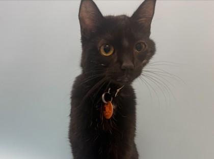 Fancy Pants, Adoptable, Adult Female Domestic Short Hair & Domestic Short Hair.