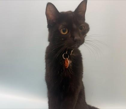 Fancy Pants, a Adoptable mixed breed in Woodbury, MN image 2/2