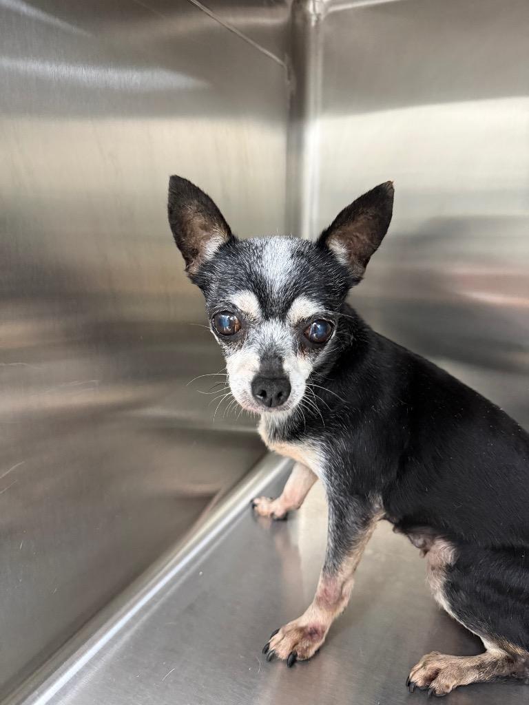 Nora Griswold, Adoptable, Senior Female Chihuahua.