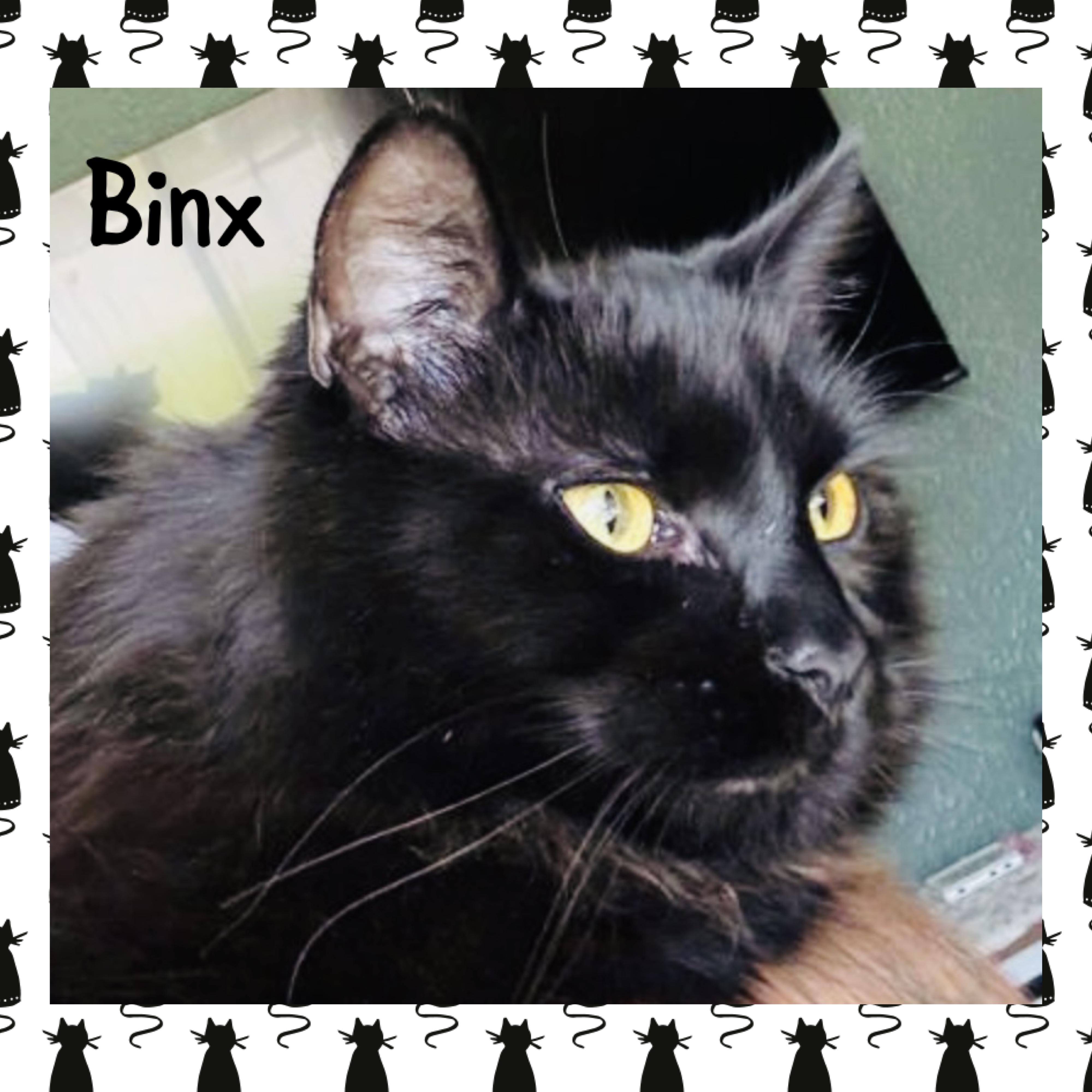Binx, ADOPTABLE, Young Male Domestic Long Hair.