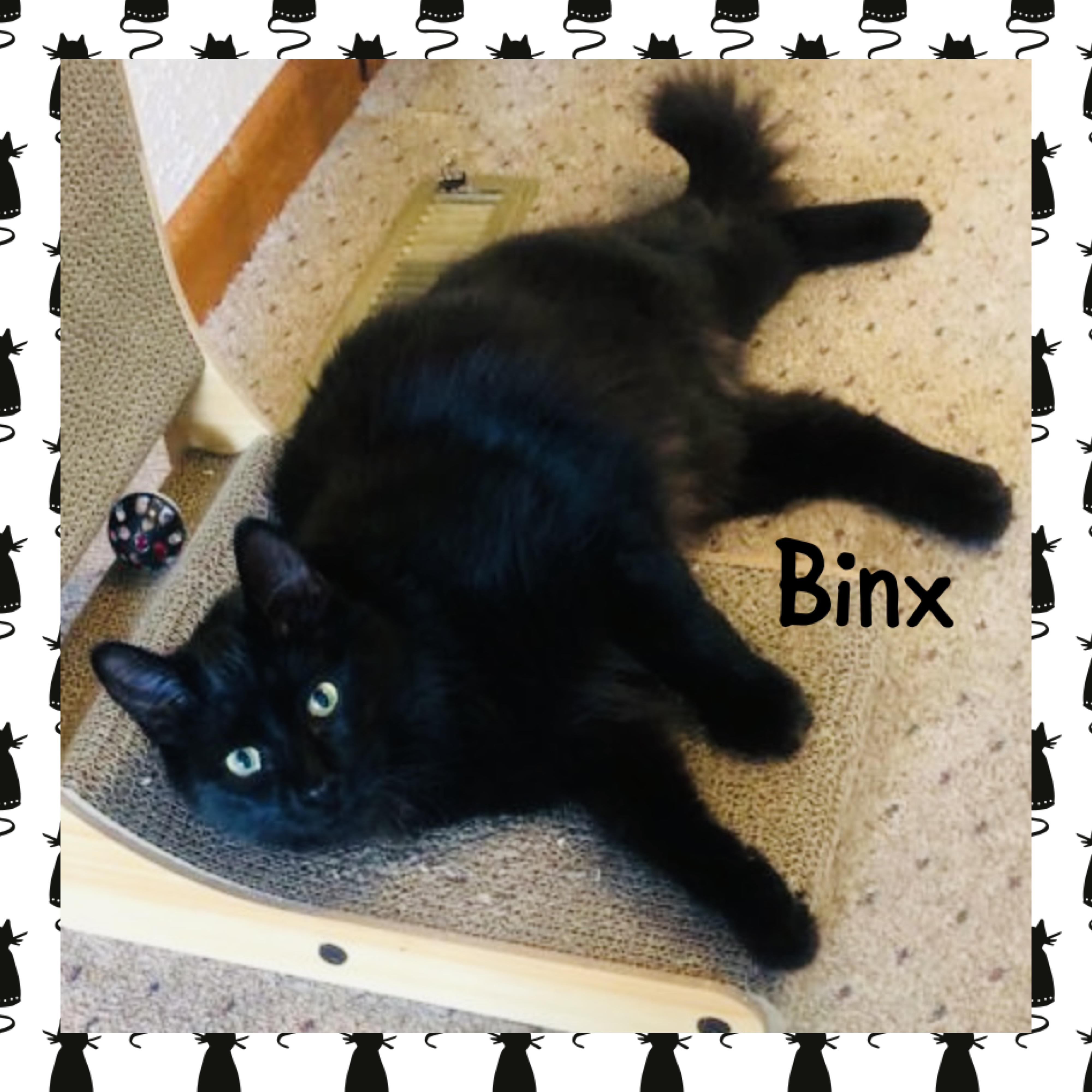 Enlarge Binx, a ADOPTABLE mixed breed in Red Lodge, MT image 2/3