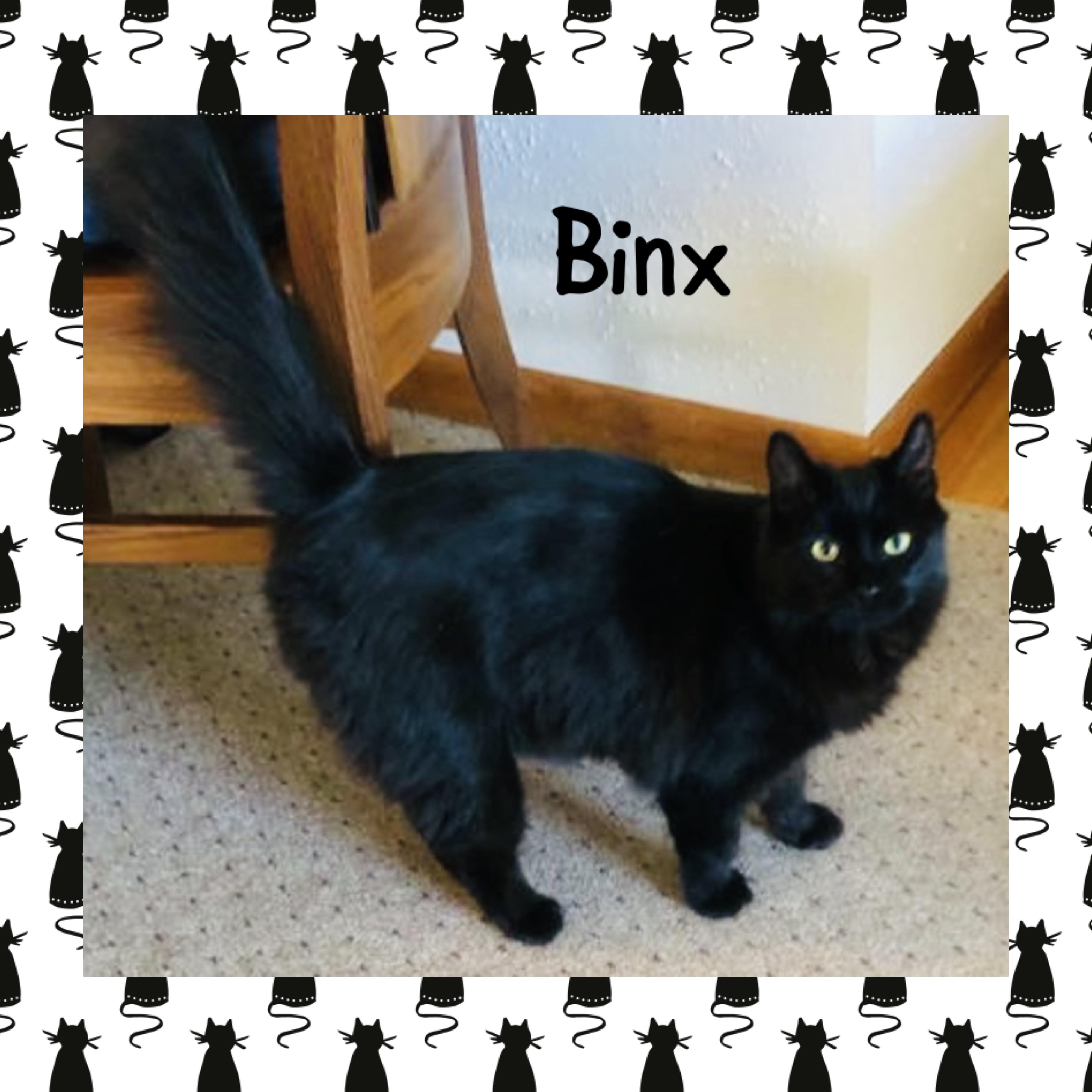 Enlarge Binx, a ADOPTABLE mixed breed in Red Lodge, MT image 3/3