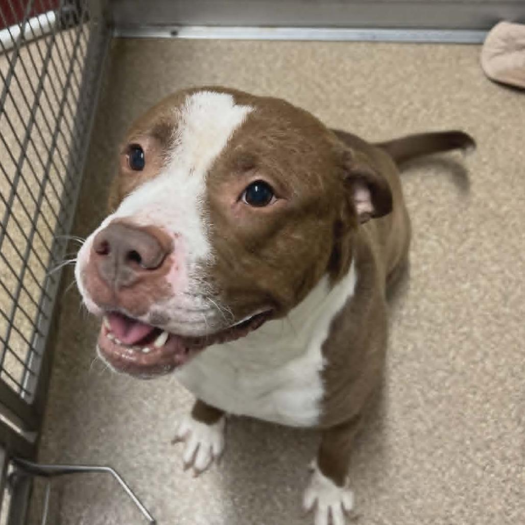 Toby, Adoptable, Adult Male Mixed Breed & Pit Bull Terrier.