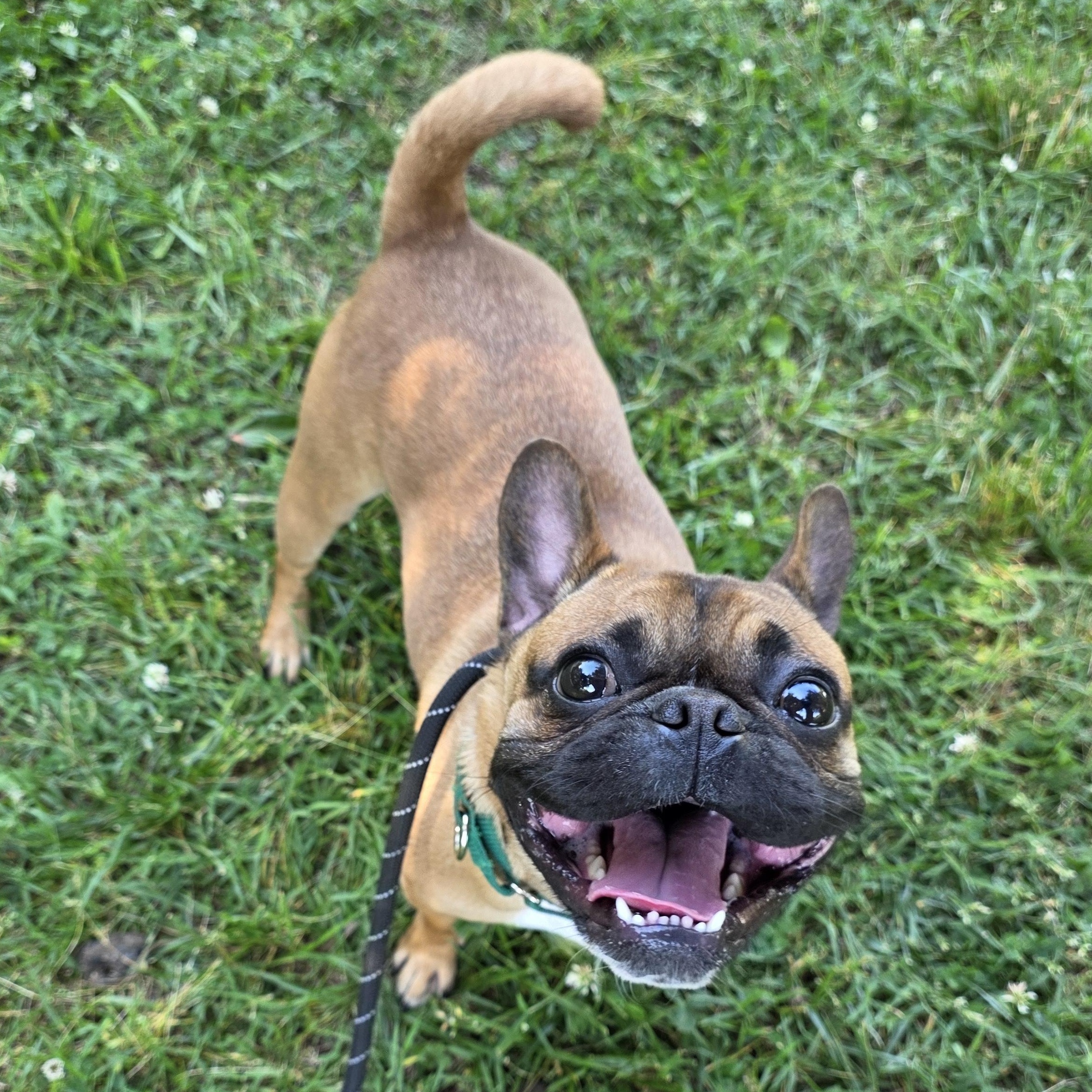 Enlarge Rod, an adopted mixed breed in Greensboro, NC image 5/6