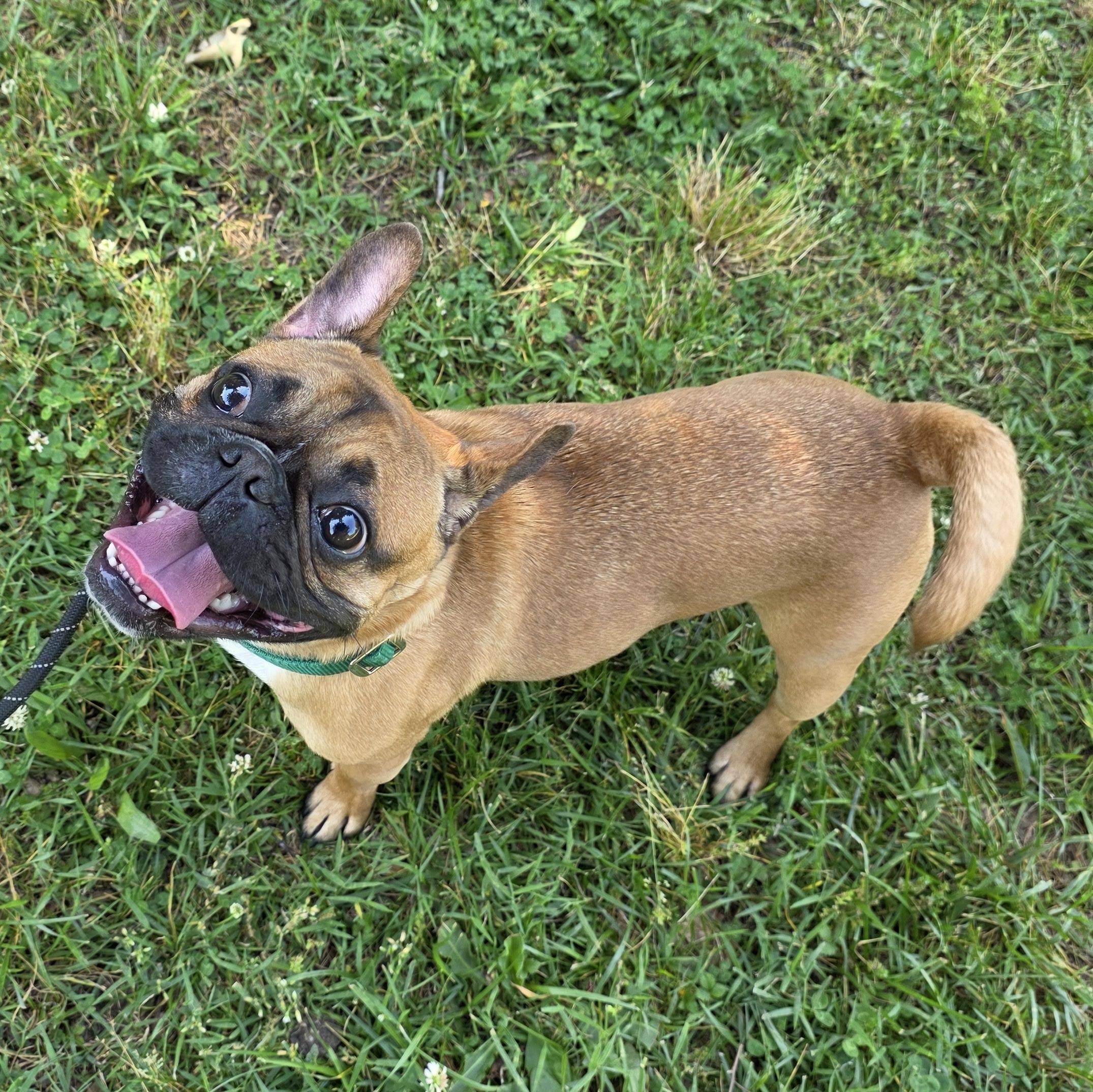 Enlarge Rod, an adopted mixed breed in Greensboro, NC image 2/6