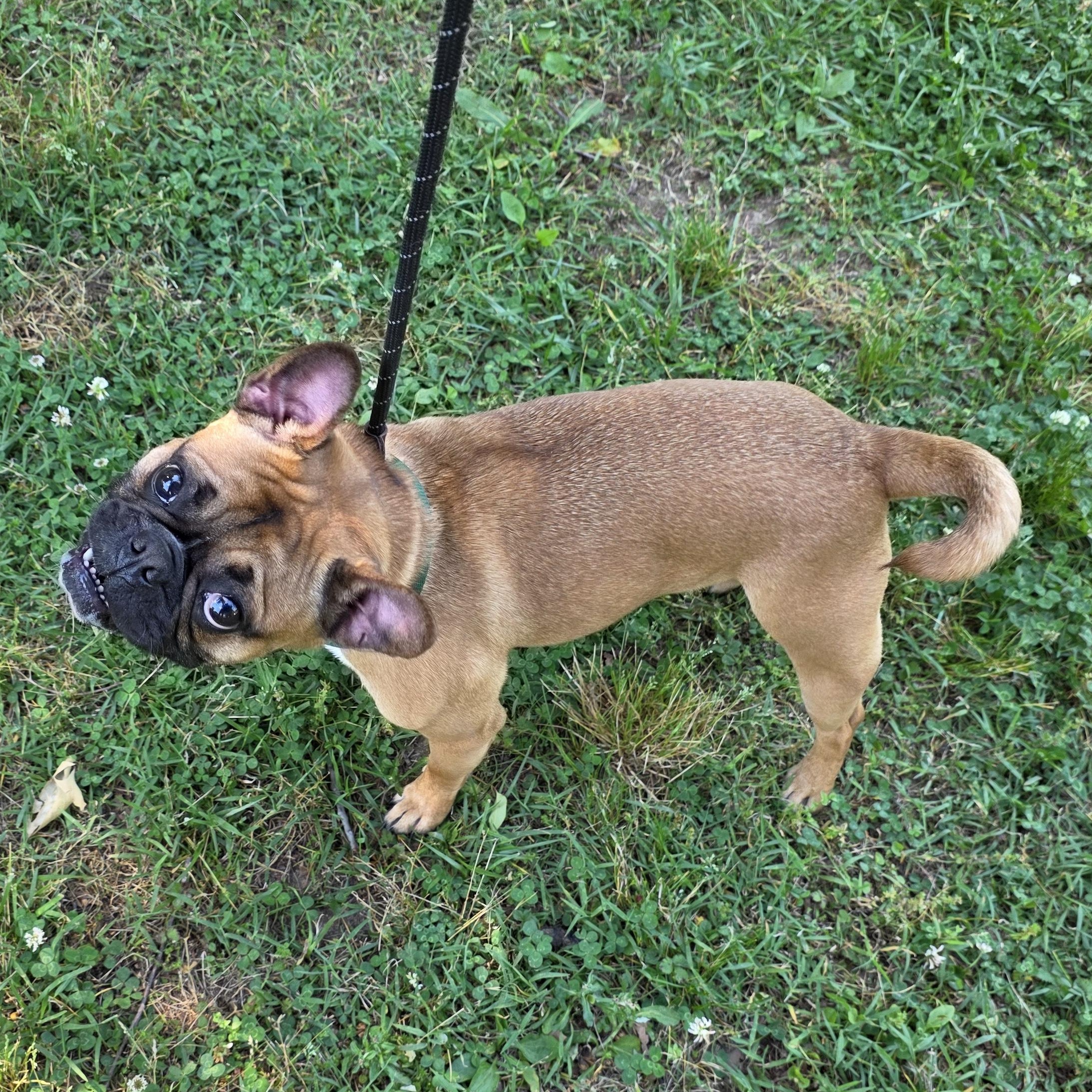 Enlarge Rod, an adopted mixed breed in Greensboro, NC image 6/6