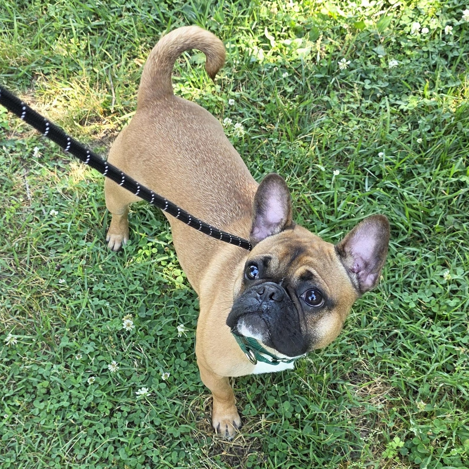 Enlarge Rod, an adopted mixed breed in Greensboro, NC image 4/6