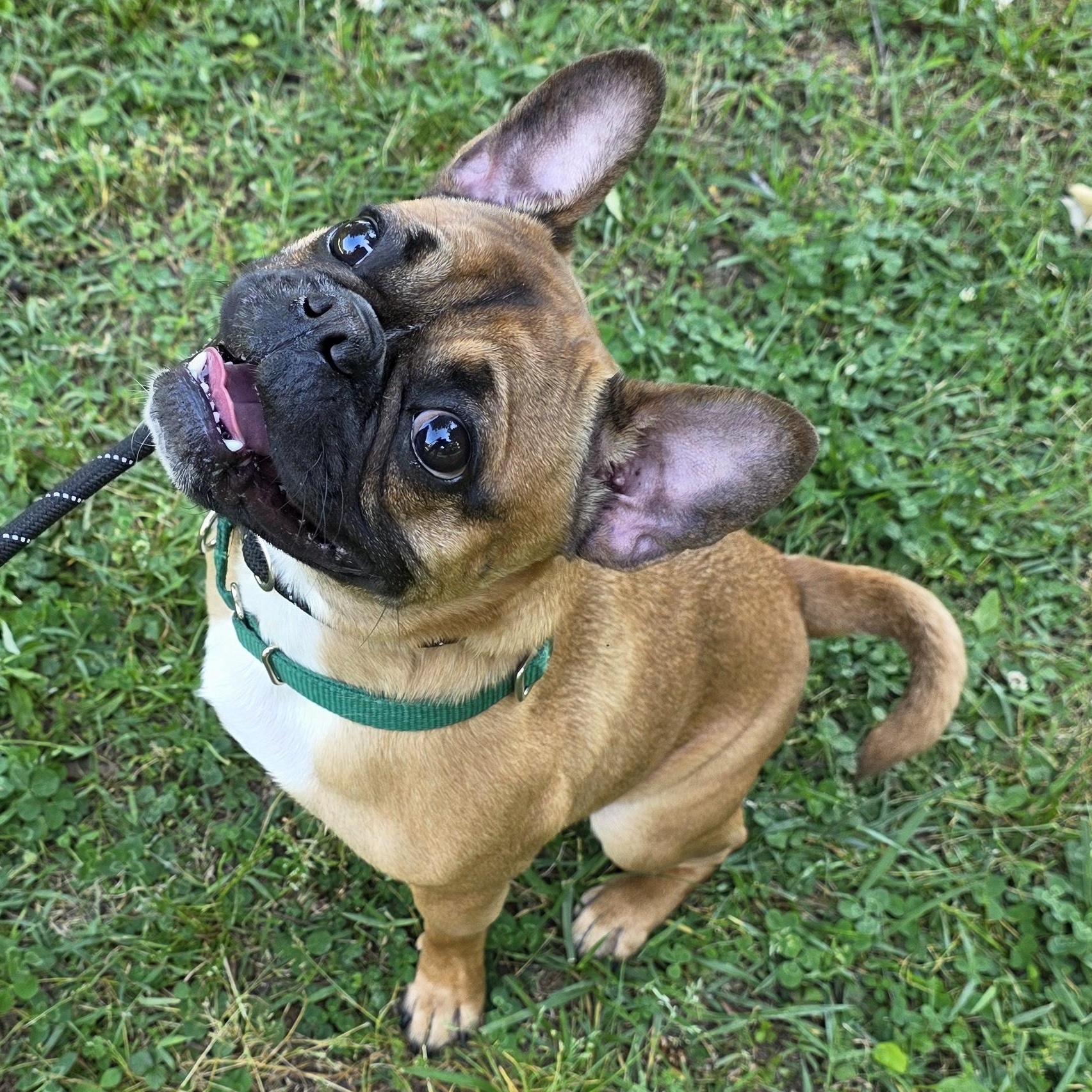 Rod, adopted, Adult Male French Bulldog & Mixed Breed.