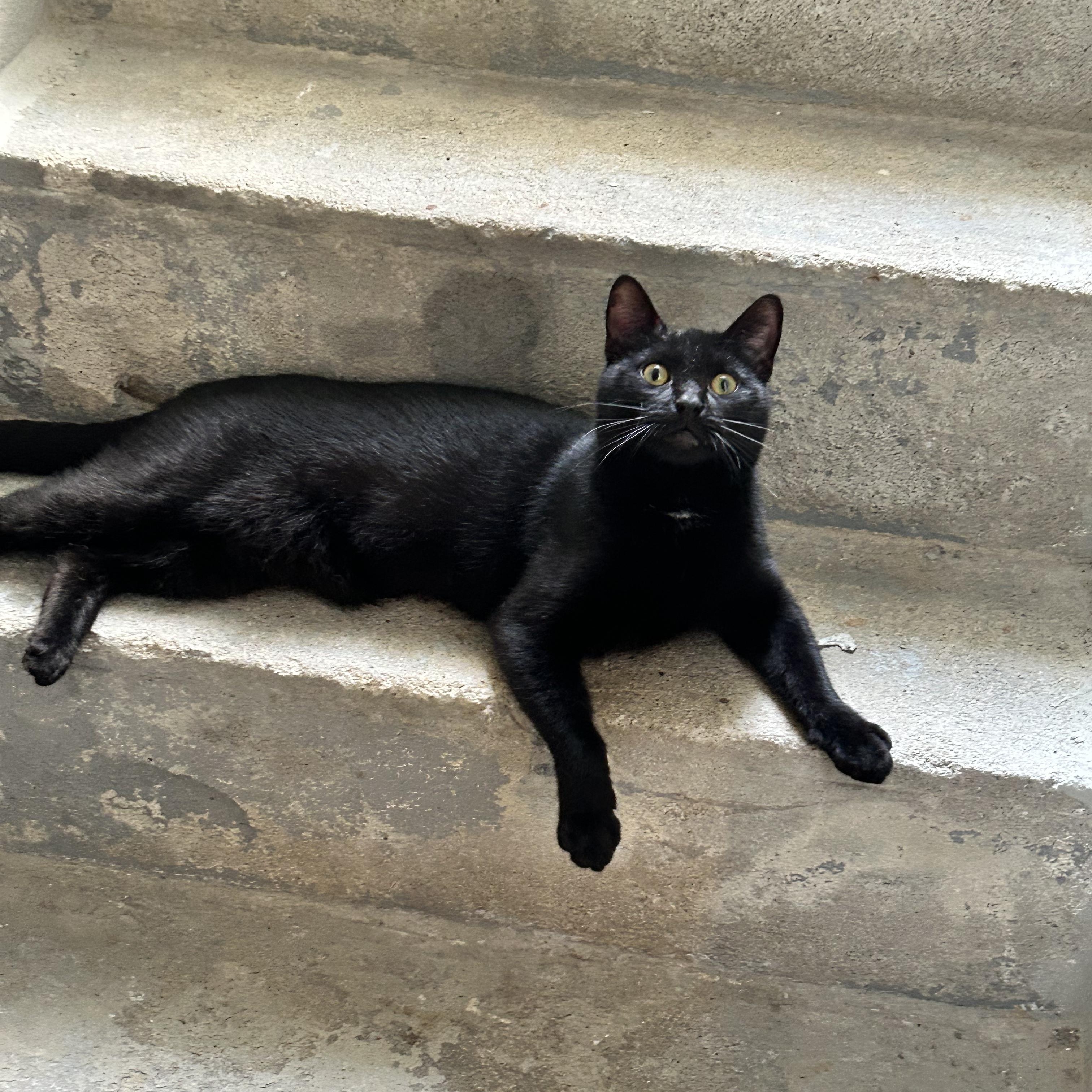 Paxton, Adoptable, Young Male Domestic Short Hair & Bombay.