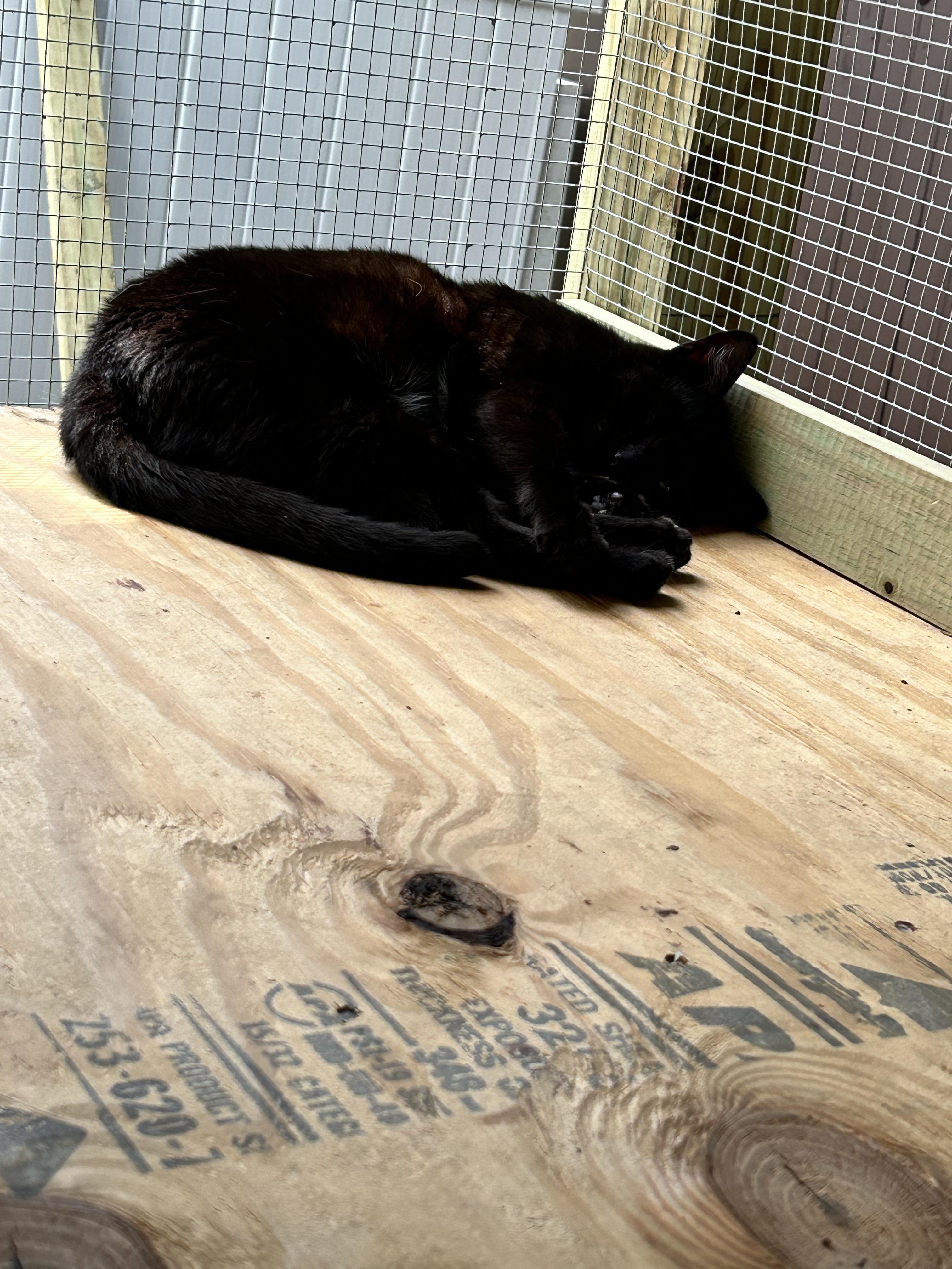 Enlarge Paxton, a Adoptable mixed breed in Newark, NJ image 3/5