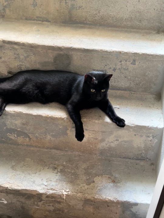 Enlarge Paxton, a Adoptable mixed breed in Newark, NJ video 4/5