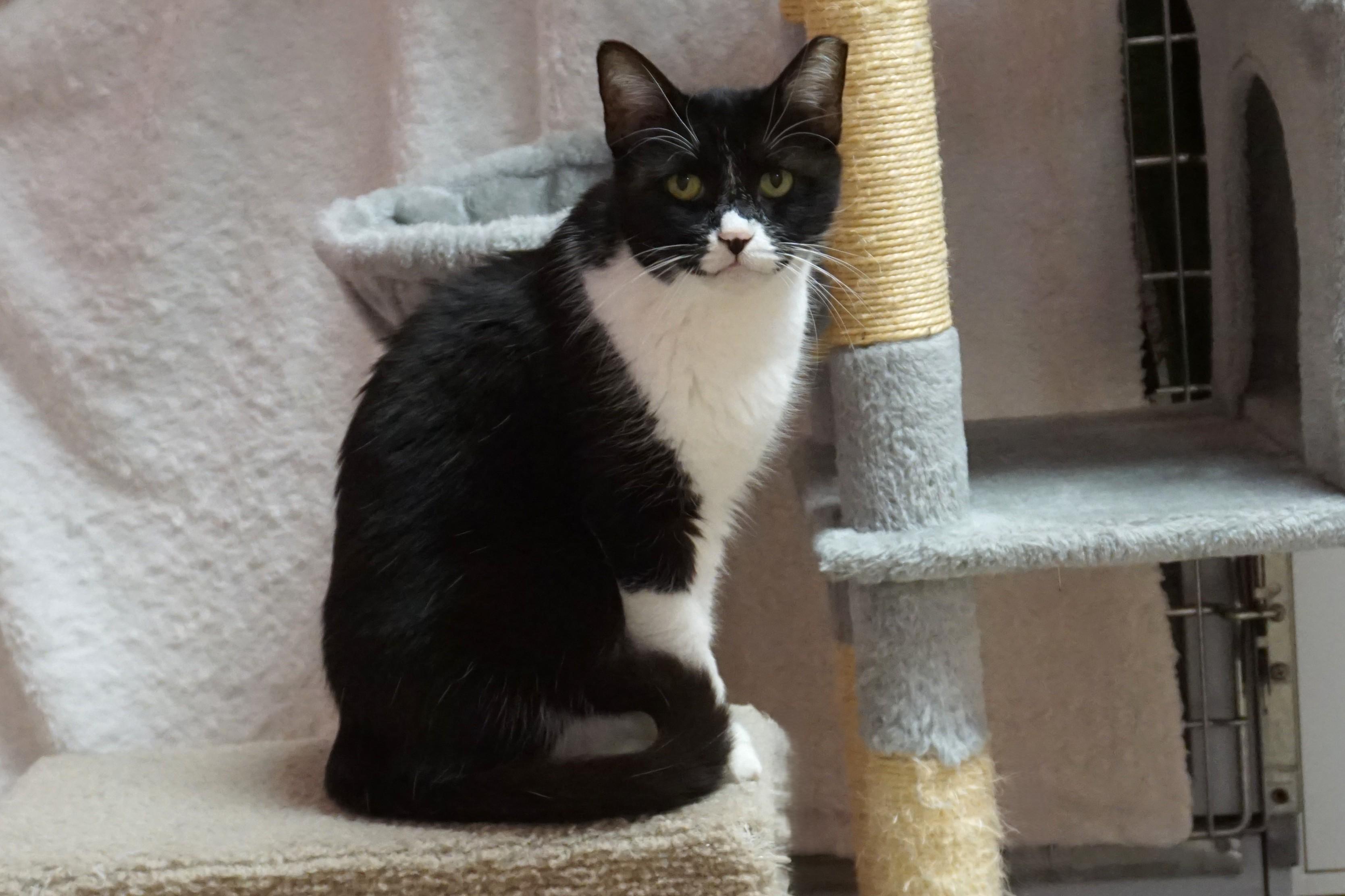 Enlarge Joey Rick, a Adoptable Domestic Medium Hair in Fountain Hills, AZ image 2/5