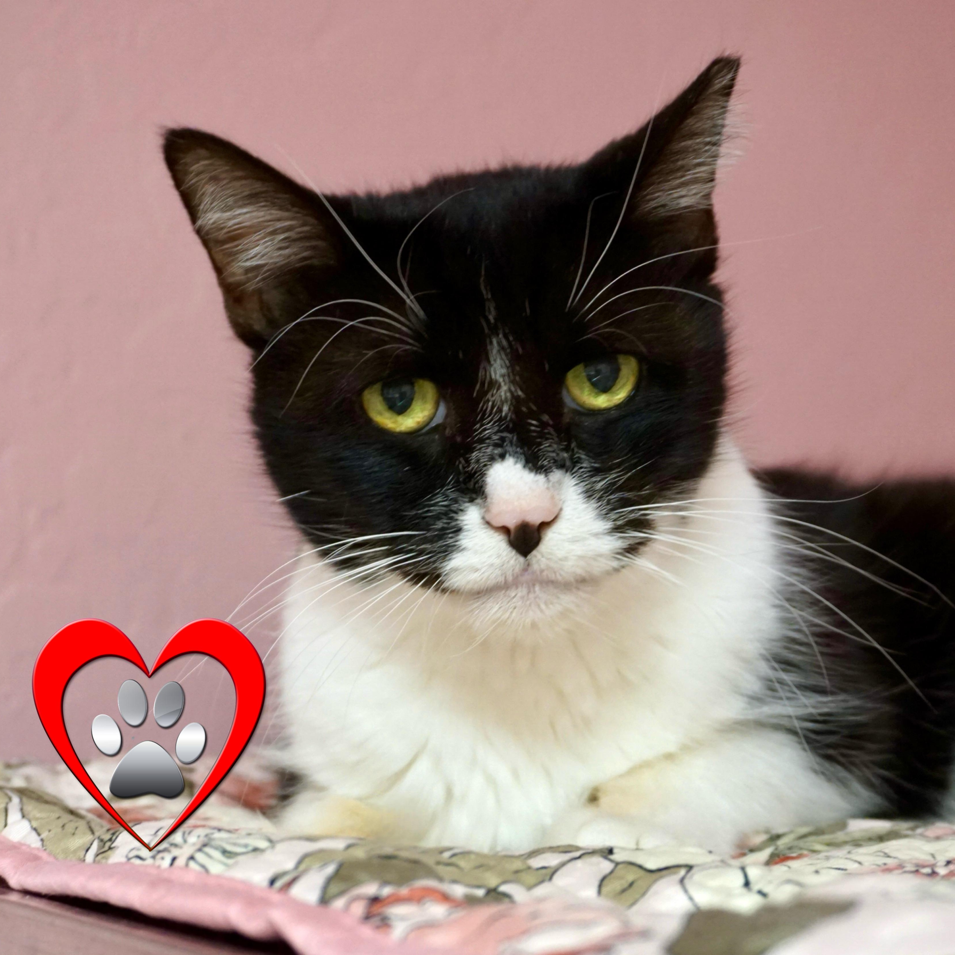 Joey Rick, Adoptable, Senior Male Domestic Medium Hair.