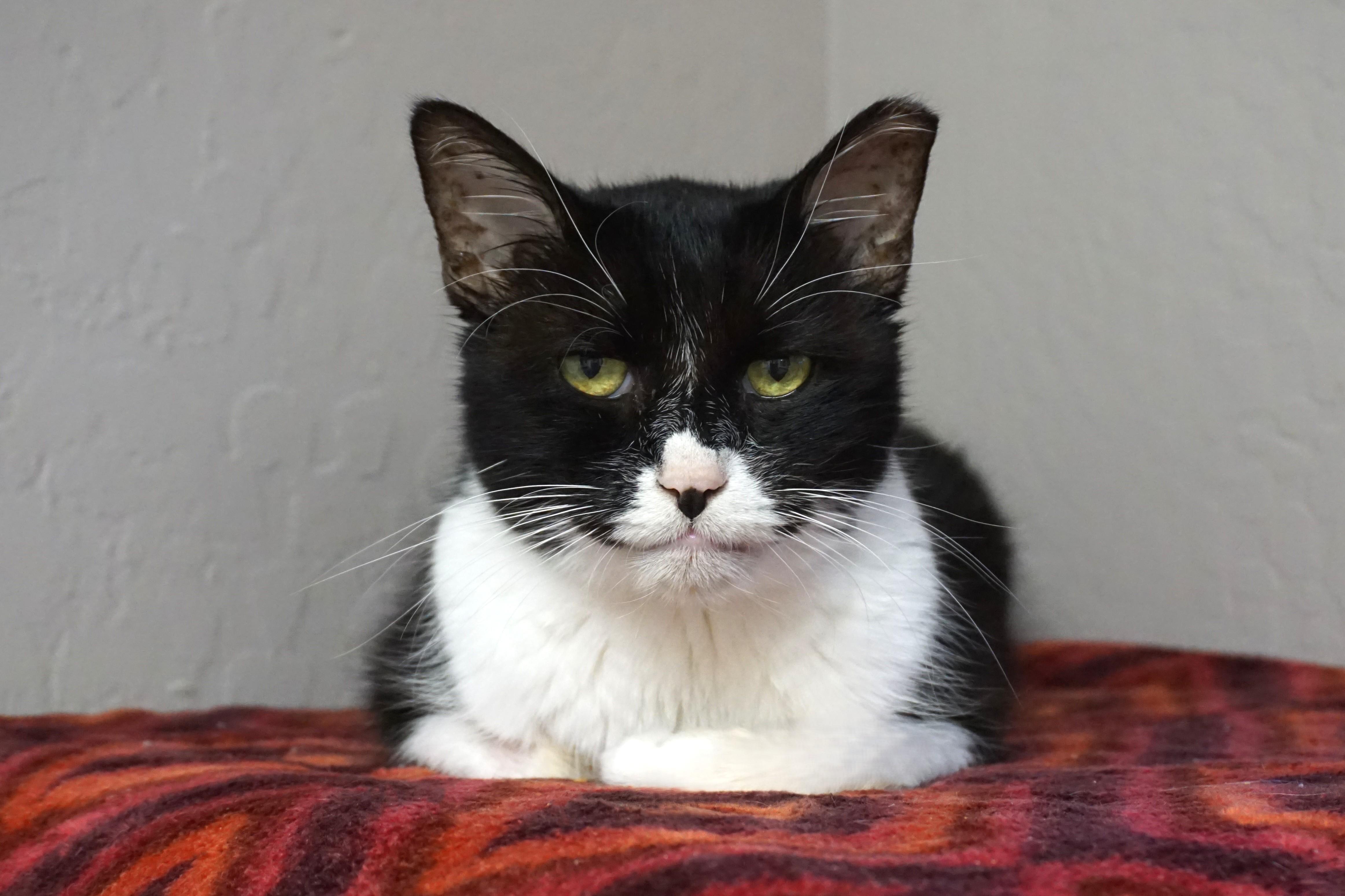 Joey Rick, a Adoptable Domestic Medium Hair in Fountain Hills, AZ image 3/4