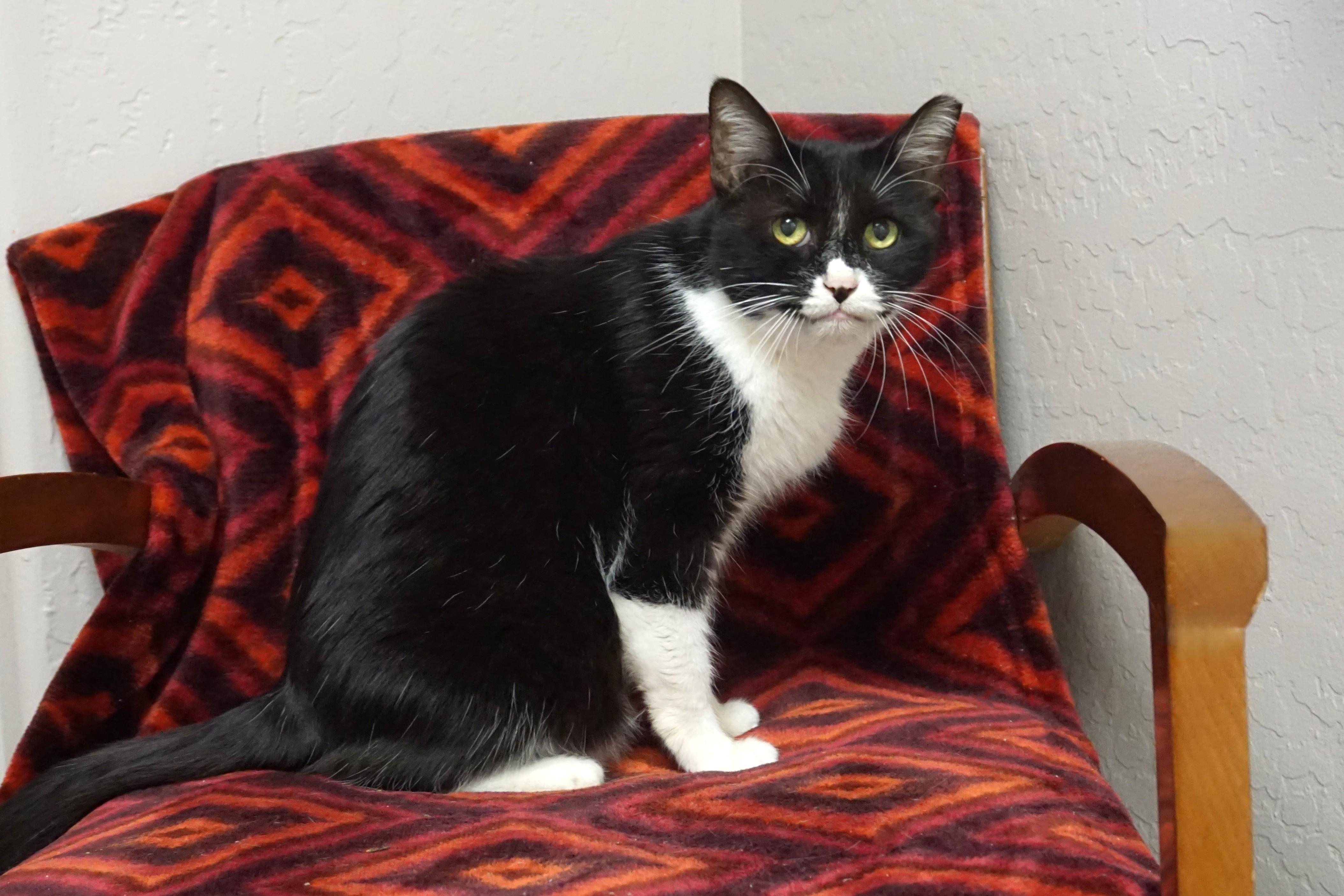 Joey Rick, a Adoptable Domestic Medium Hair in Fountain Hills, AZ image 4/4