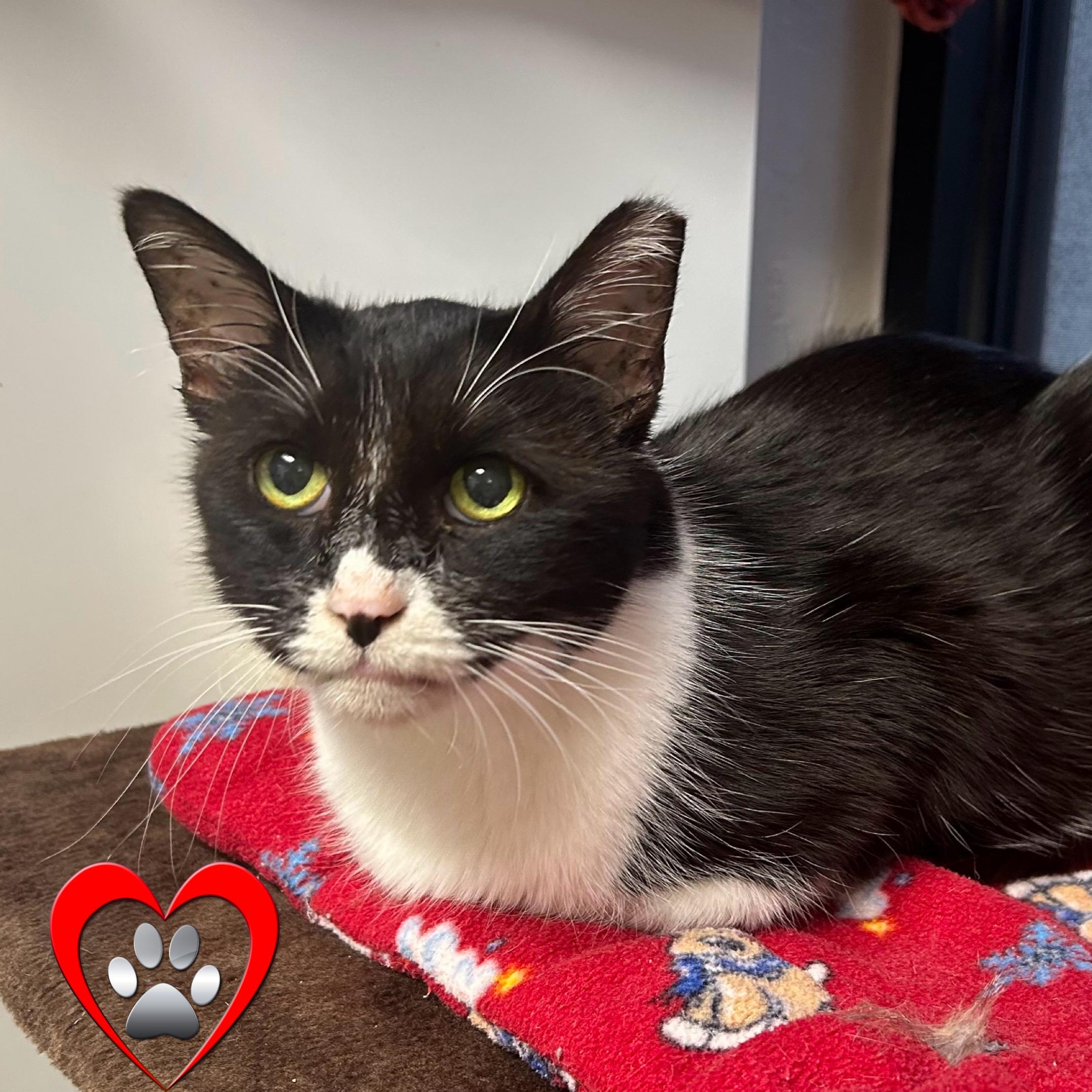 Joey Rick, a Adoptable Domestic Medium Hair in Fountain Hills, AZ image 2/4