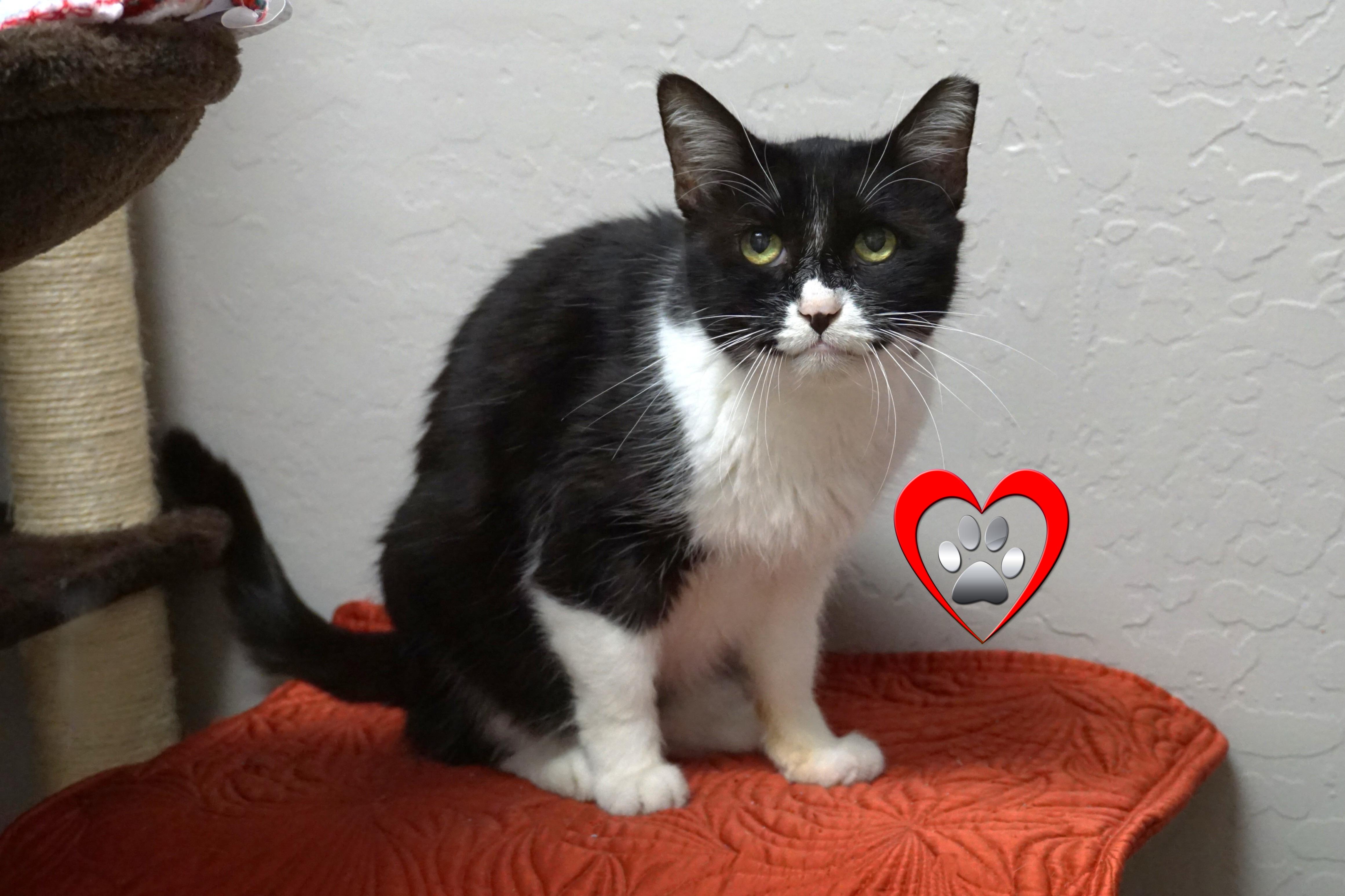 Joey Rick, Adoptable, Senior Male Domestic Medium Hair.