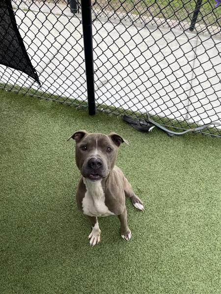 Enlarge Romeo, a Adoptable mixed breed in Lafayette, LA image 1/2