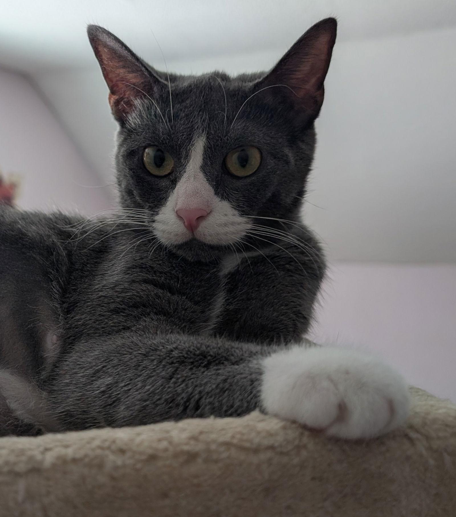 Nugget, a Adoptable Domestic Short Hair in Cincinnati, OH image 2/3