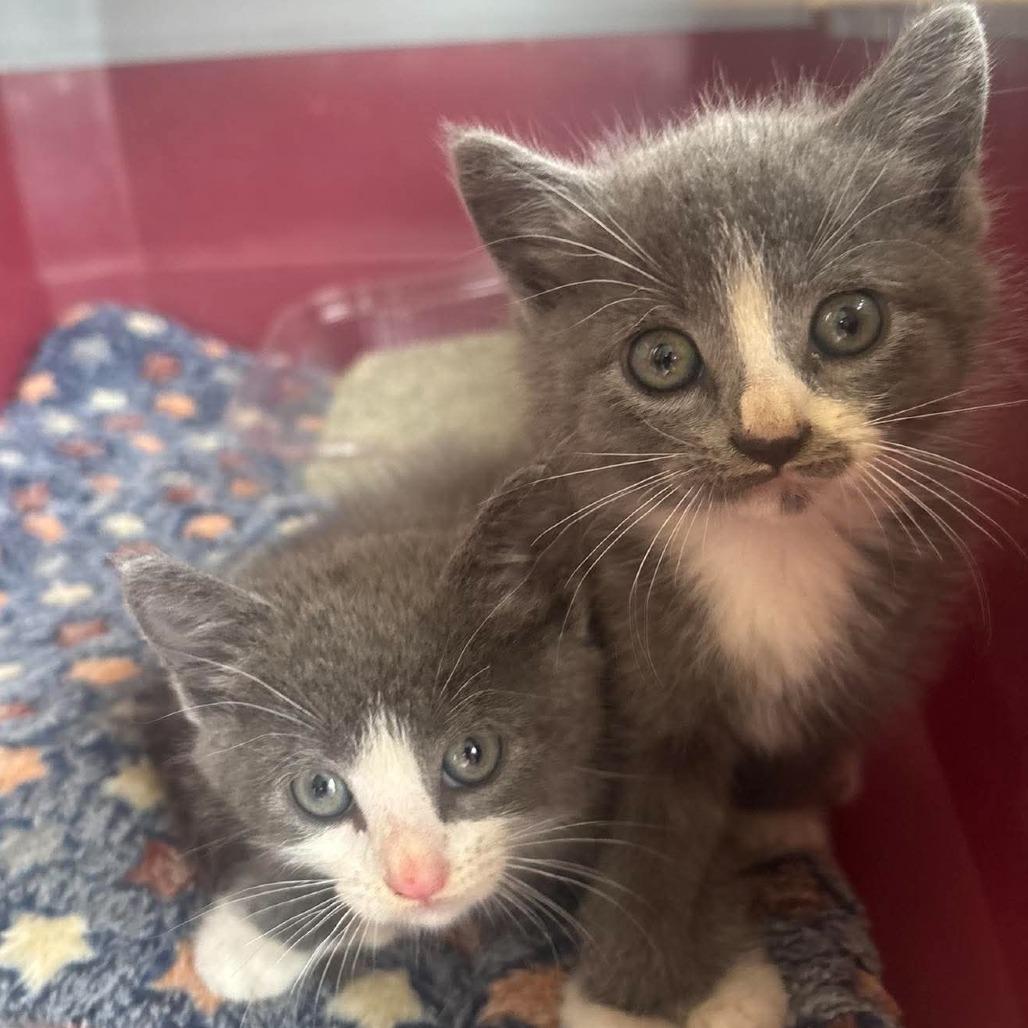 Very Cute Kittens - Scooby, Adoptable, Kitten Male Domestic Short Hair.
