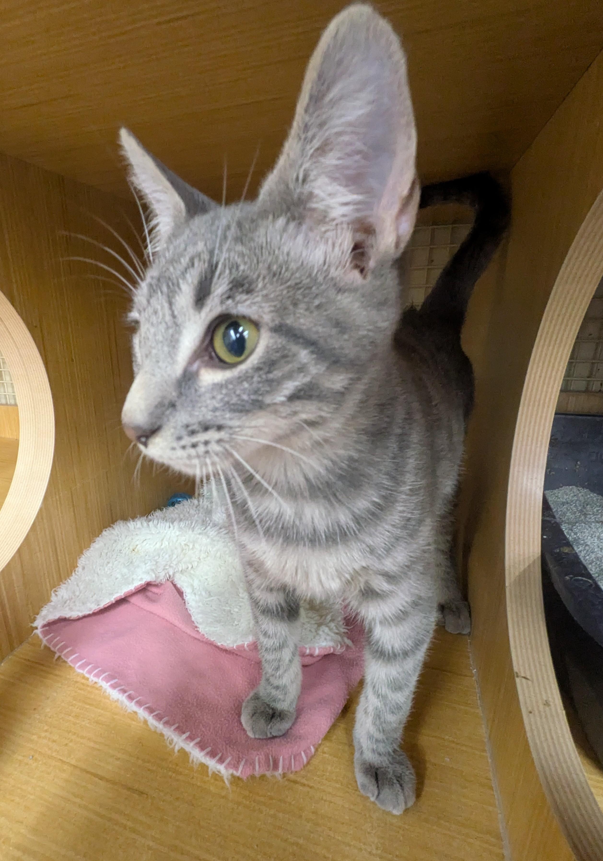 Stone - Courtesy Post, a Adoptable mixed breed in Fort Worth, TX image 1/4