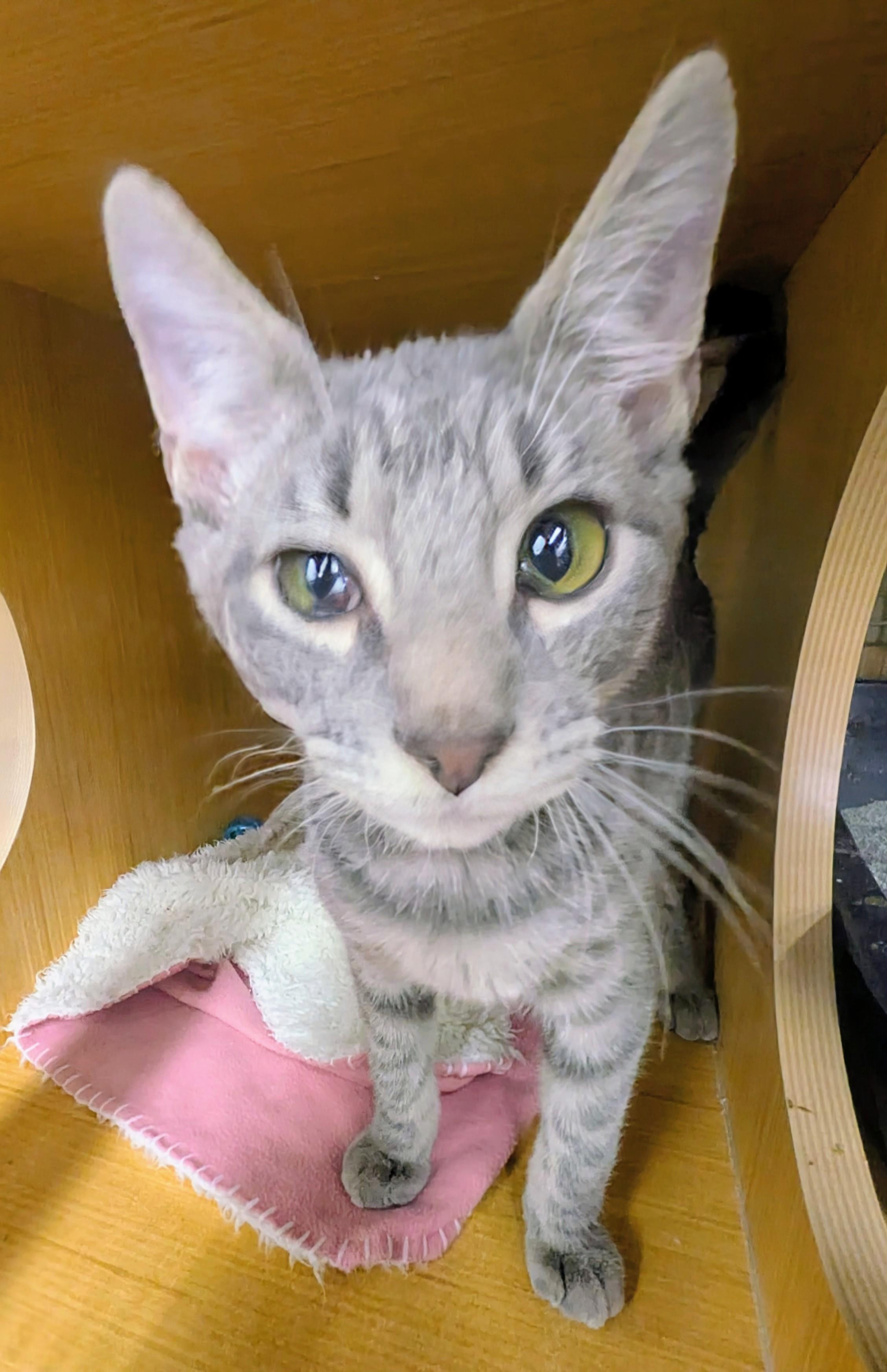 Stone - Courtesy Post, a Adoptable mixed breed in Fort Worth, TX image 2/4