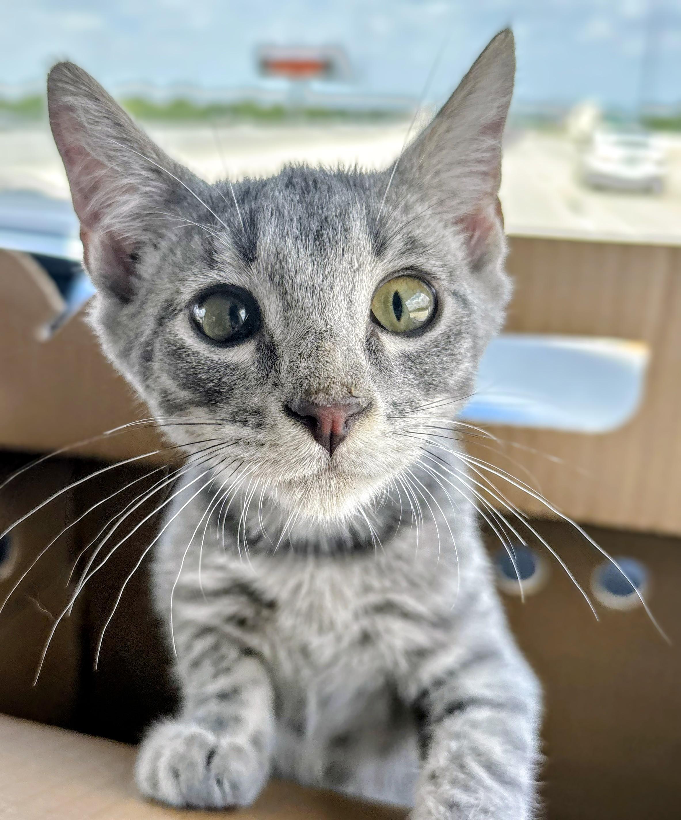 Stone - Courtesy Post, a Adoptable mixed breed in Fort Worth, TX image 3/4