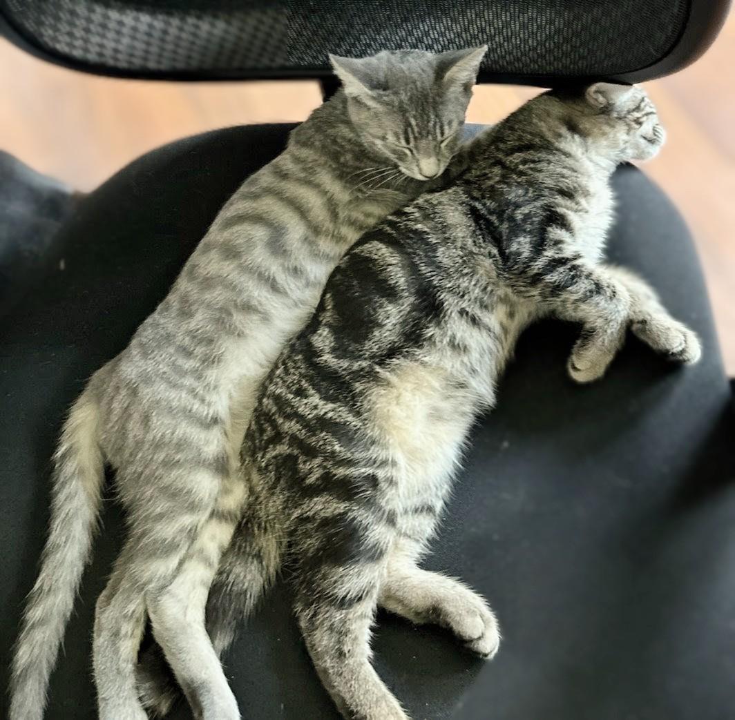 Stone - Courtesy Post, a Adoptable mixed breed in Fort Worth, TX image 4/4