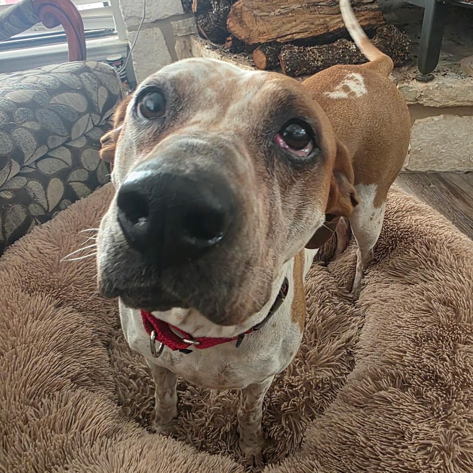 Enlarge Freya, a ADOPTABLE mixed breed in Bulverde, TX image 5/6