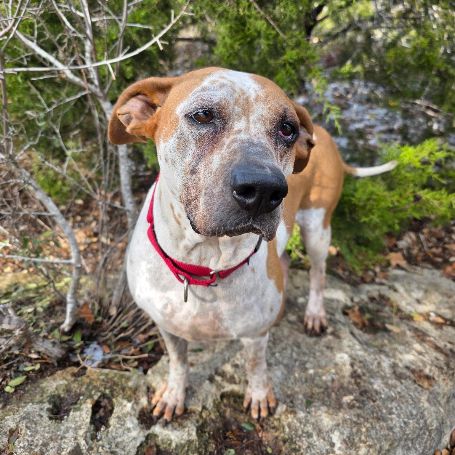 Enlarge Freya, a ADOPTABLE mixed breed in Bulverde, TX image 6/6