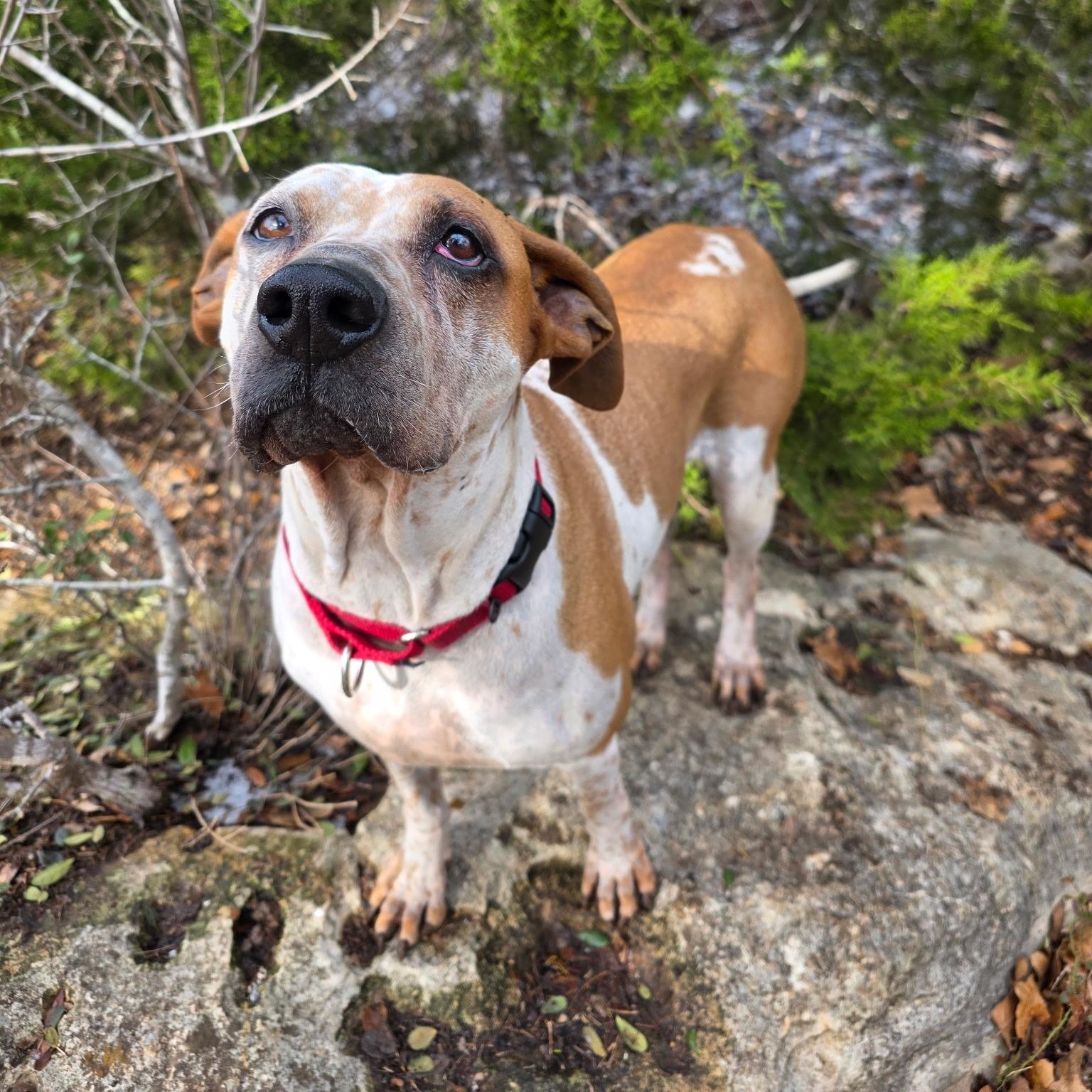 Enlarge Freya, a ADOPTABLE mixed breed in Bulverde, TX image 4/6