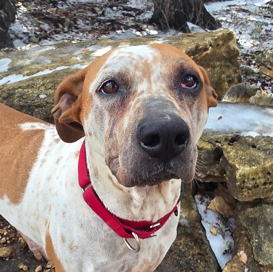 Enlarge Freya, a ADOPTABLE mixed breed in Bulverde, TX image 1/6