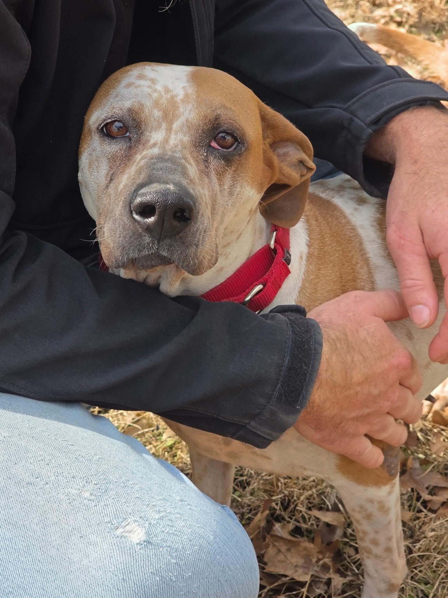 Enlarge Freya, a ADOPTABLE mixed breed in Bulverde, TX image 2/6
