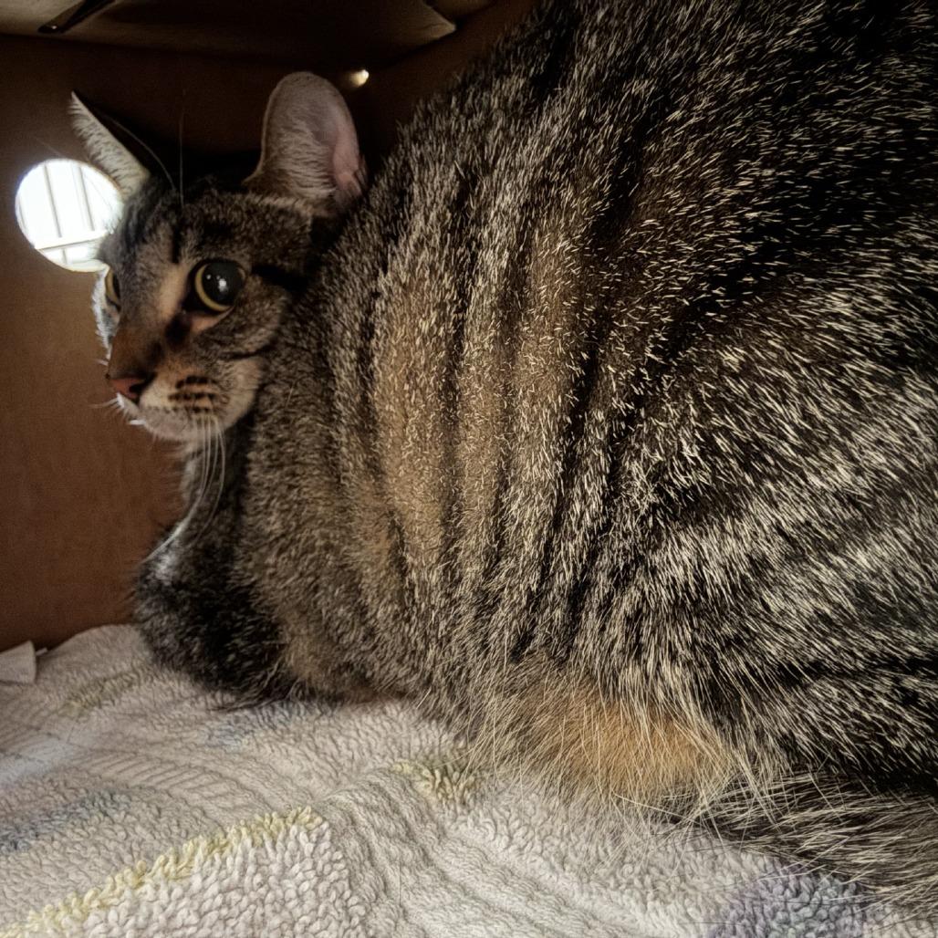 Enlarge Thimble, a Adoptable Domestic Short Hair in Novelty, OH image 1/1