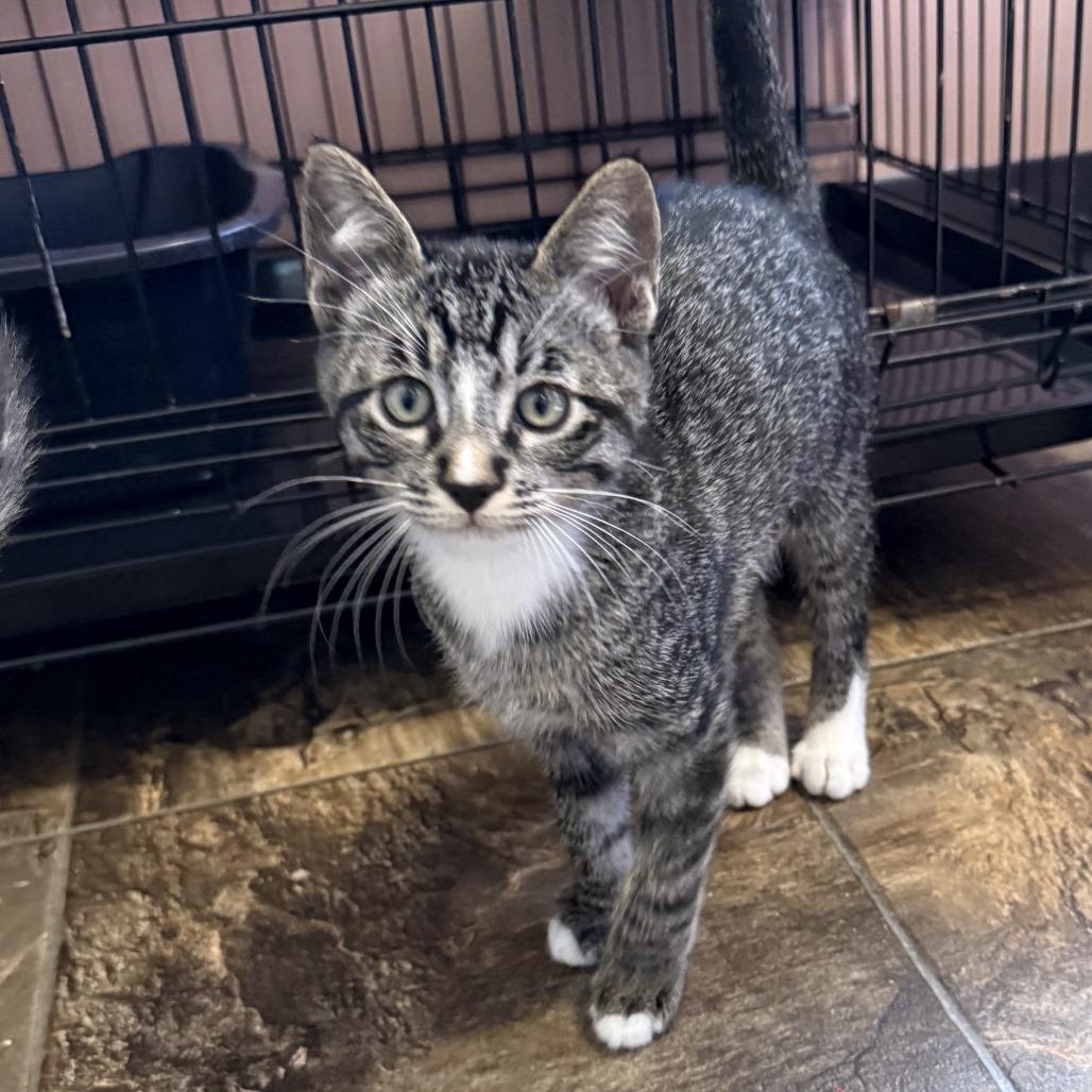 Black Tiger, Adoptable, Kitten Male Domestic Short Hair.