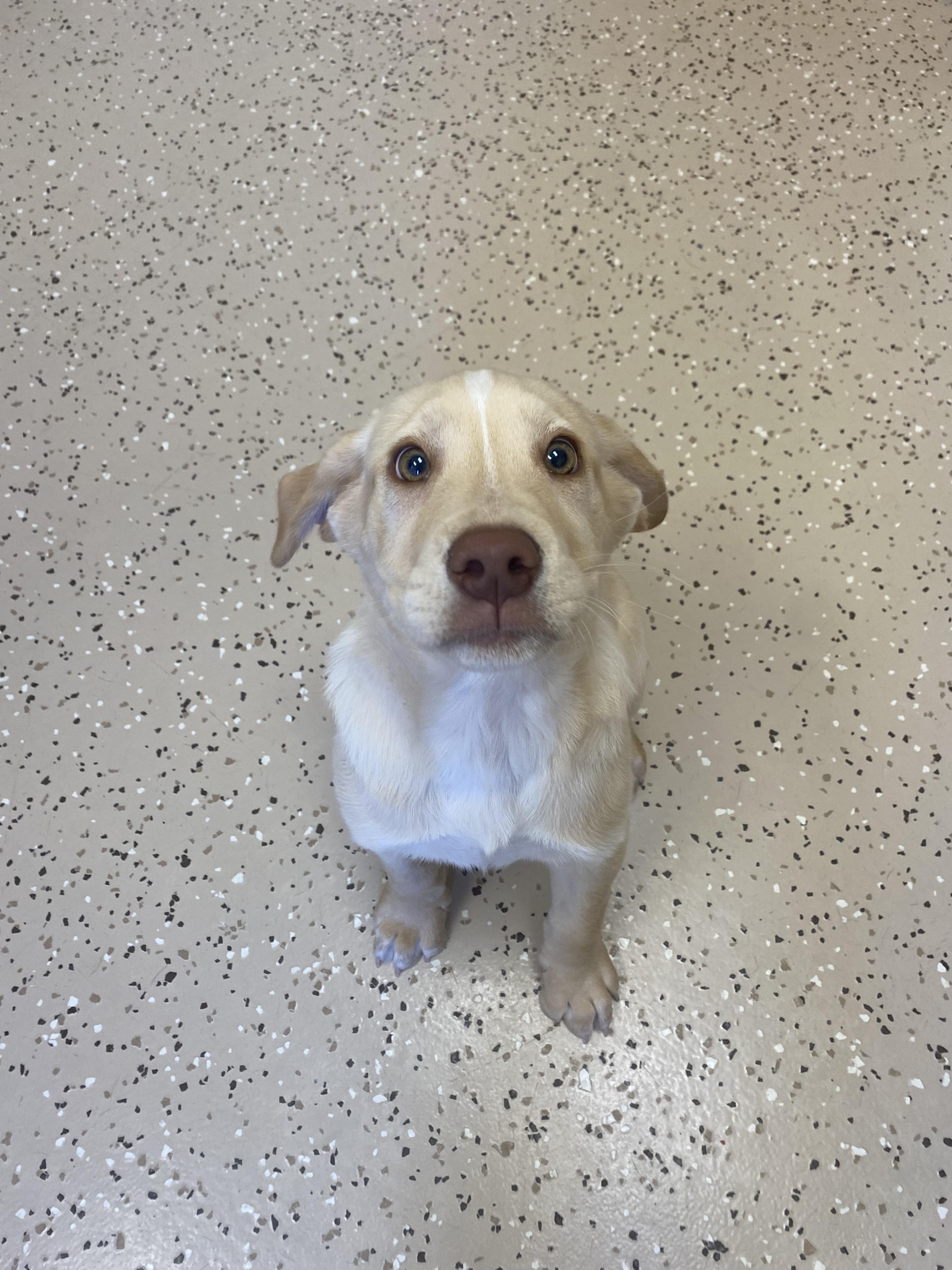 Knox, a Adoptable mixed breed in Winnabow, NC image 1/2