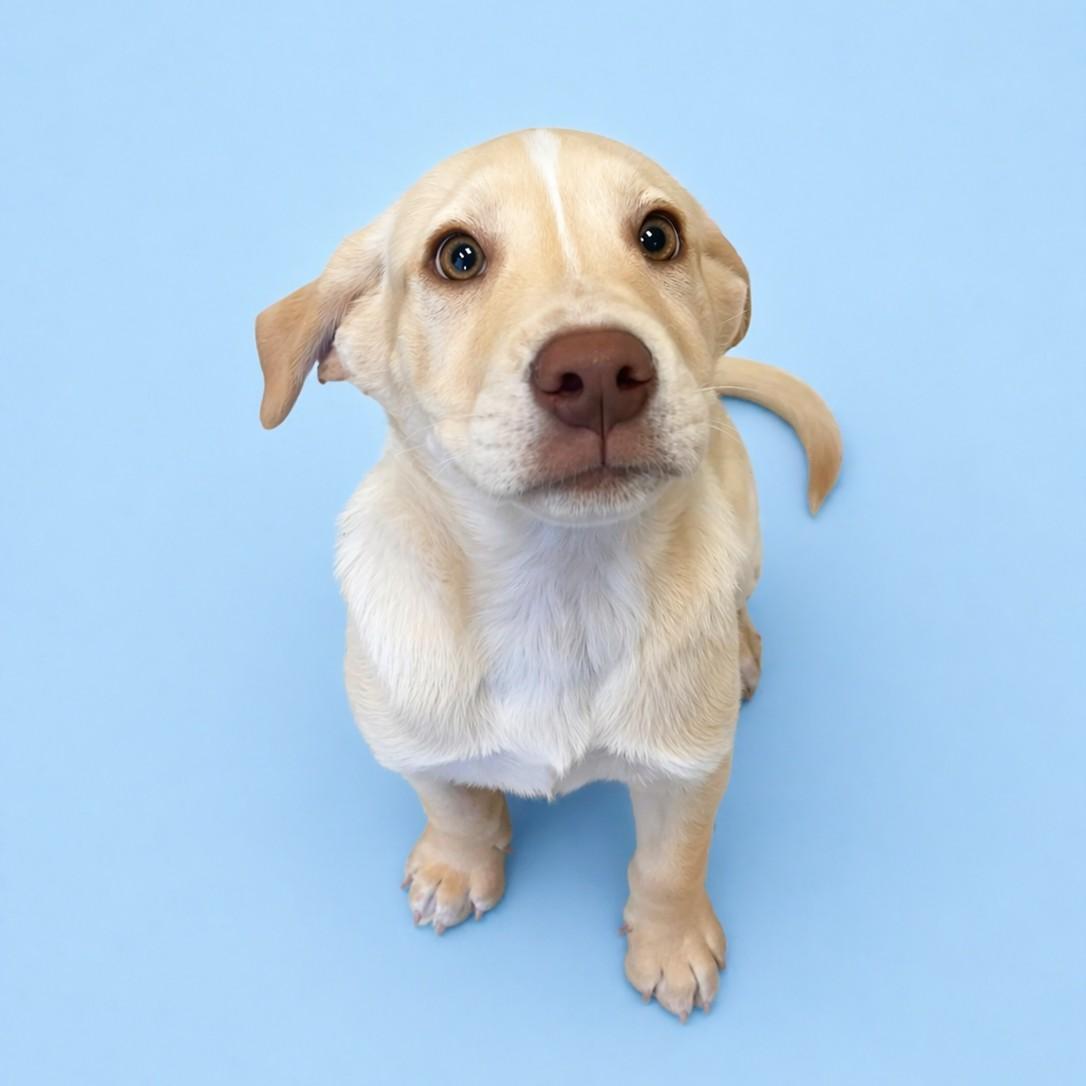Knox, Adoptable, Puppy Male Hound & Labrador Retriever.