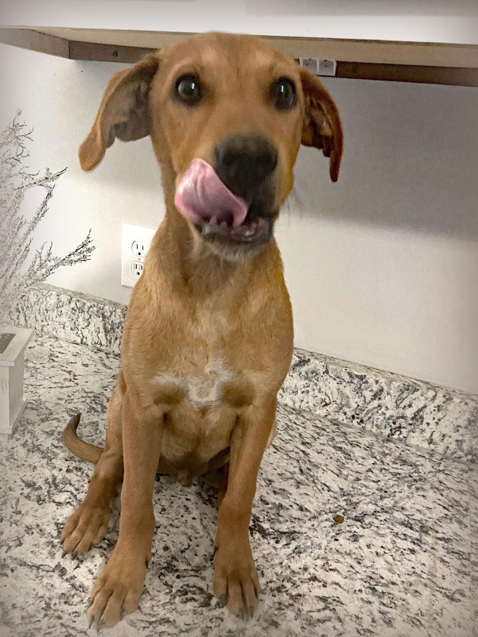 Miles, Adopted, Young Male Dachshund & American Staffordshire Terrier.