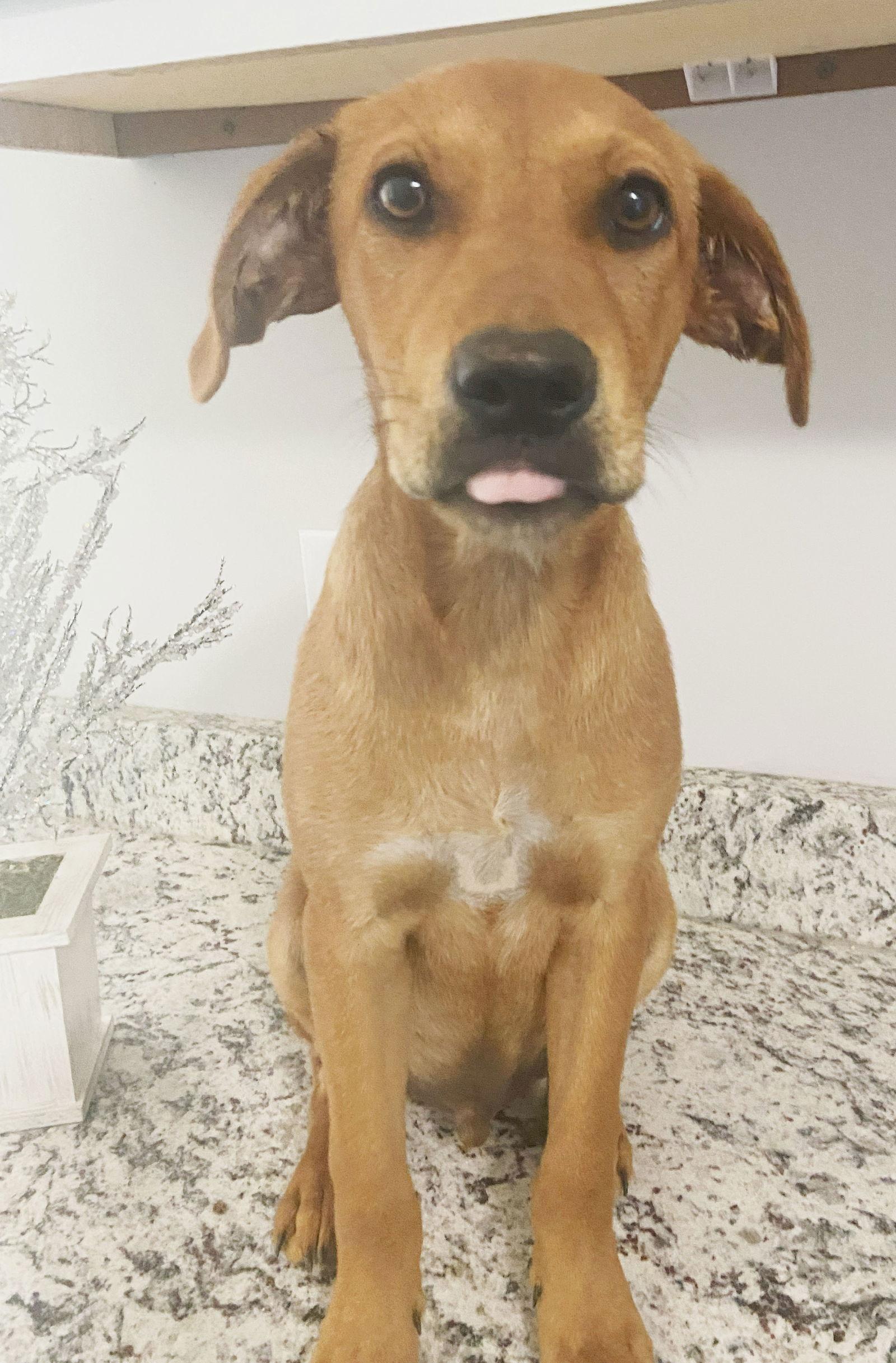 Enlarge Miles, a Adopted mixed breed in Holly Springs, MS image 2/3