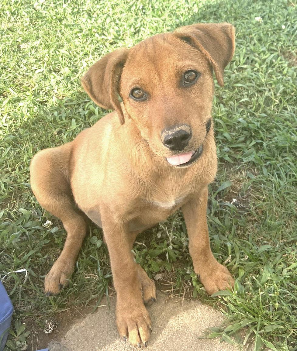 Enlarge Miles, a Adopted mixed breed in Holly Springs, MS image 3/3