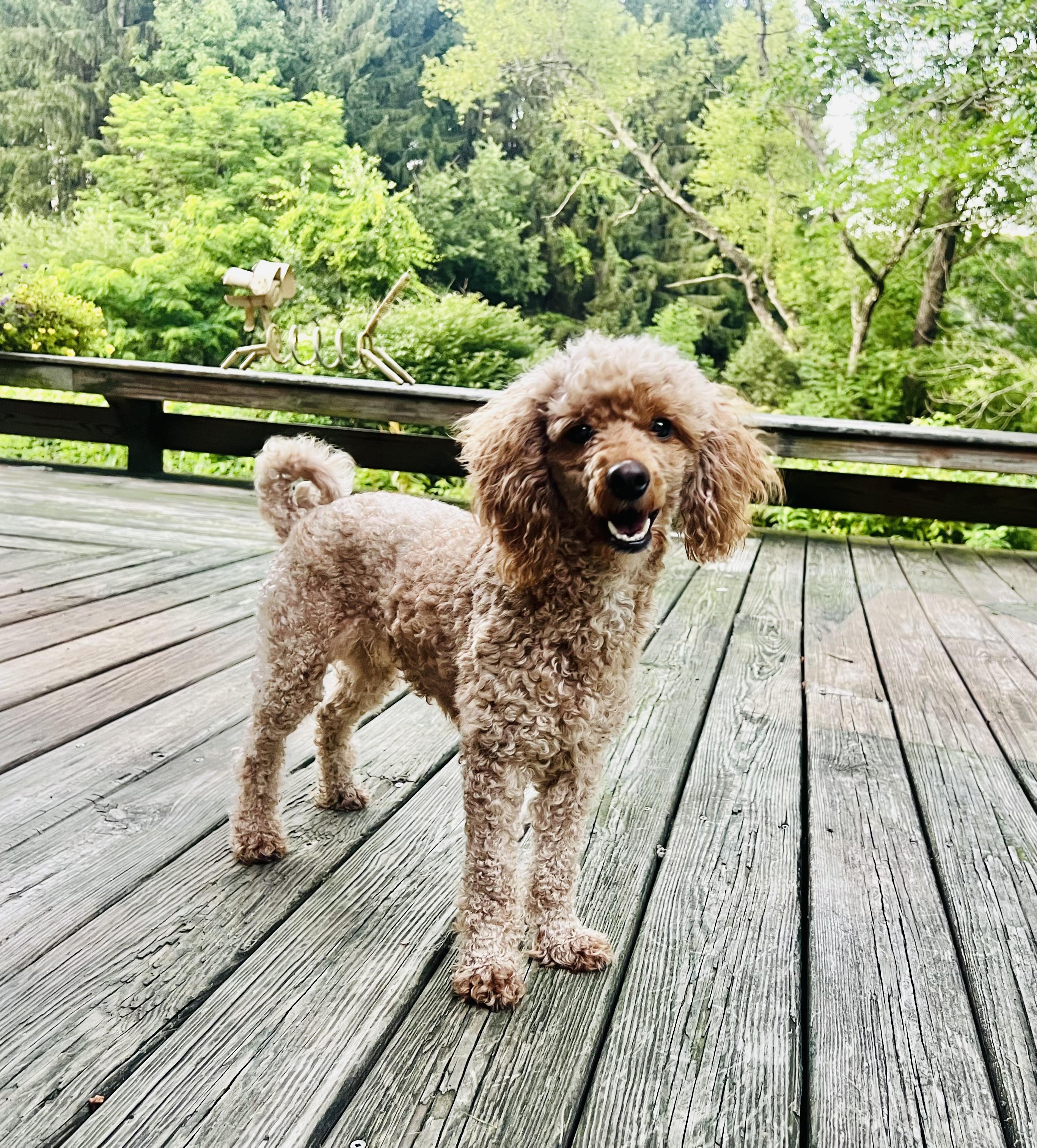Enlarge MISSY, an adopted Miniature Poodle in Belmont, NY image 5/5