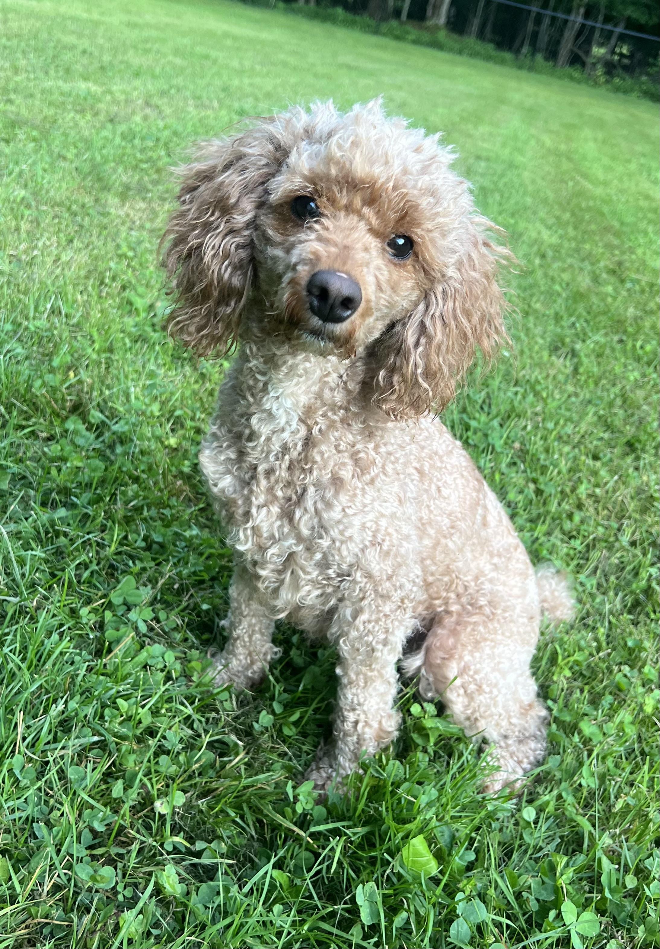 Enlarge MISSY, an adopted Miniature Poodle in Belmont, NY image 4/5