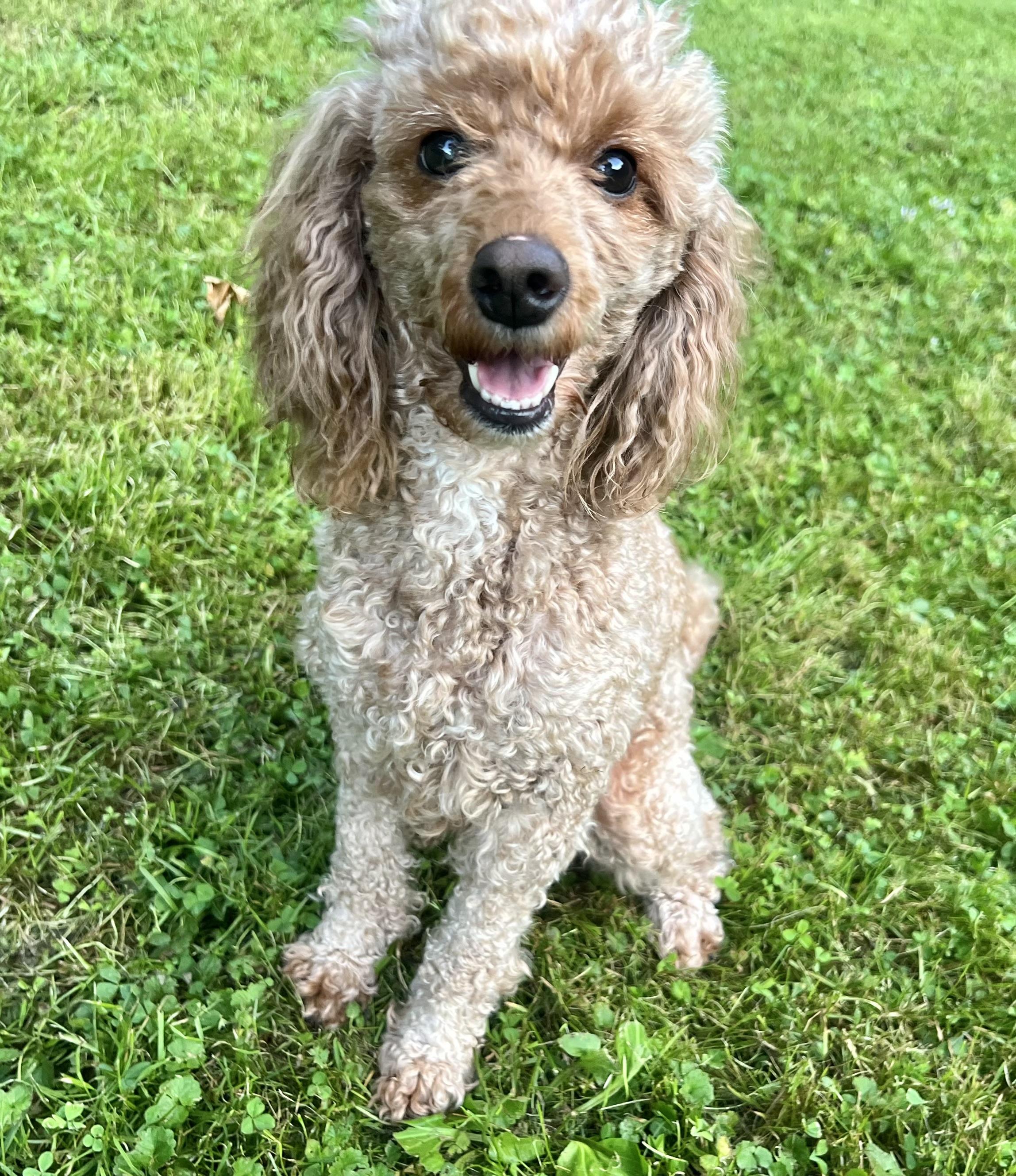 MISSY, adopted, Adult Female Miniature Poodle.